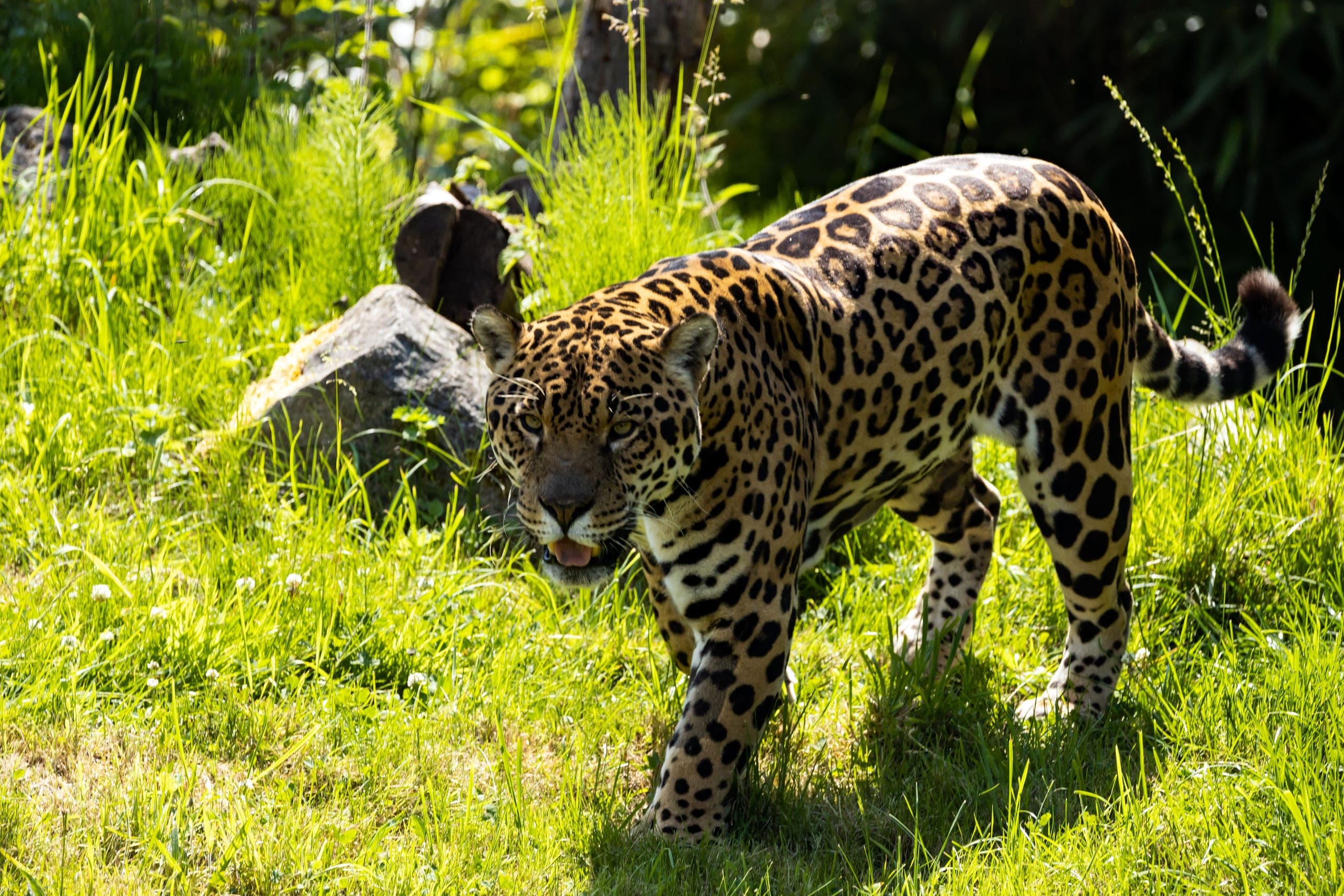 Fauna