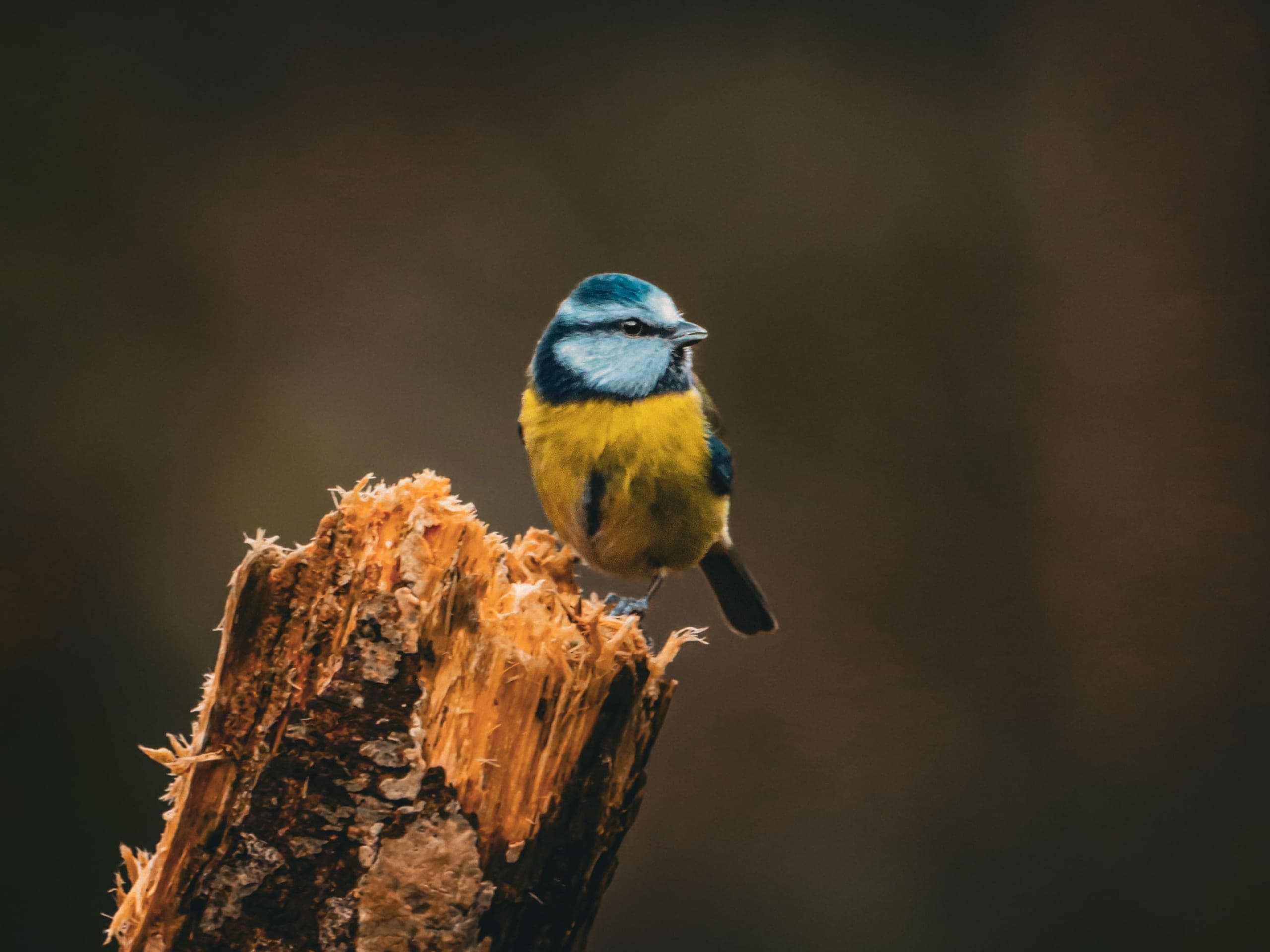Fauna