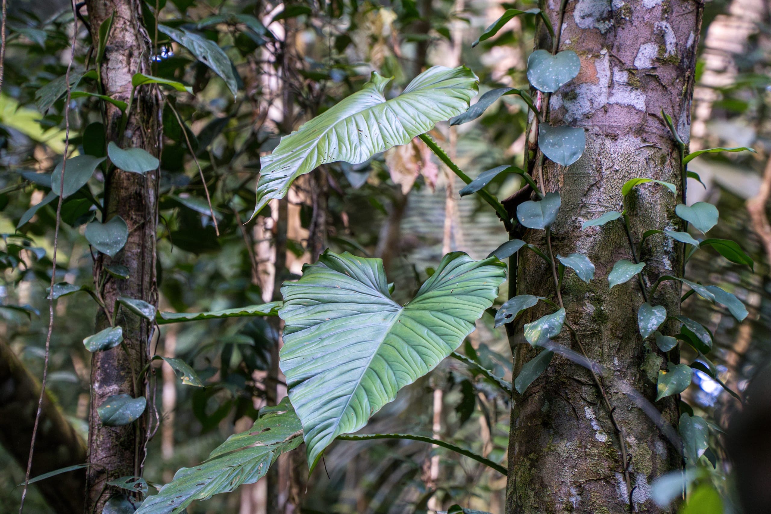 Flora