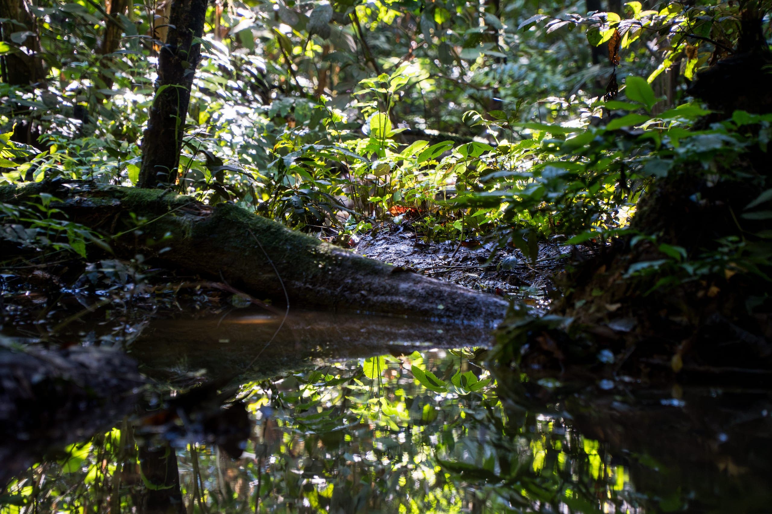 Rio Jurupari