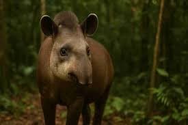 Anta (Tapirus terrestris)