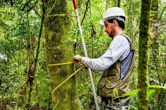 Inventário florestal atualizado em 2024