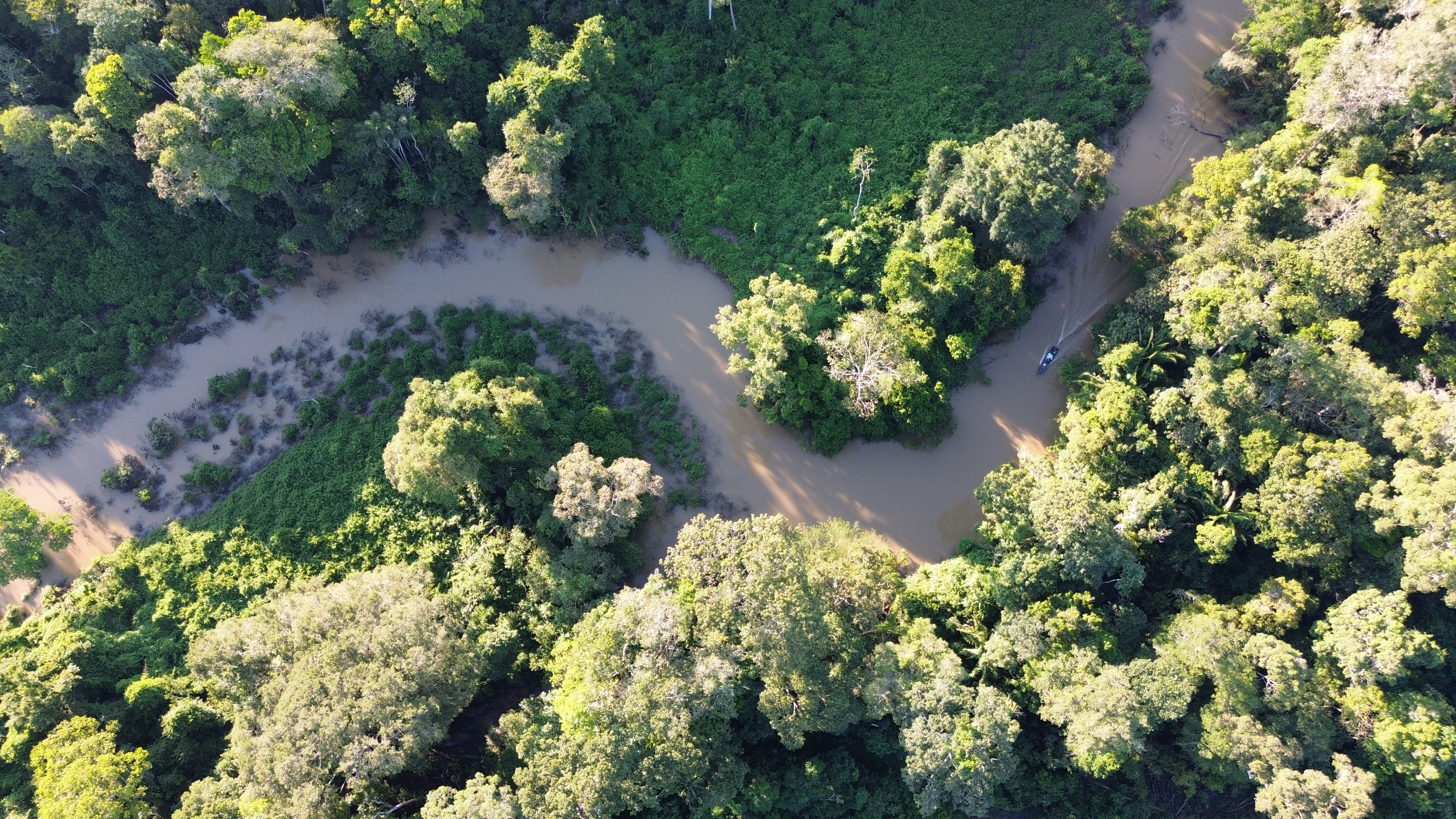 Floresta preservada - vista aérea