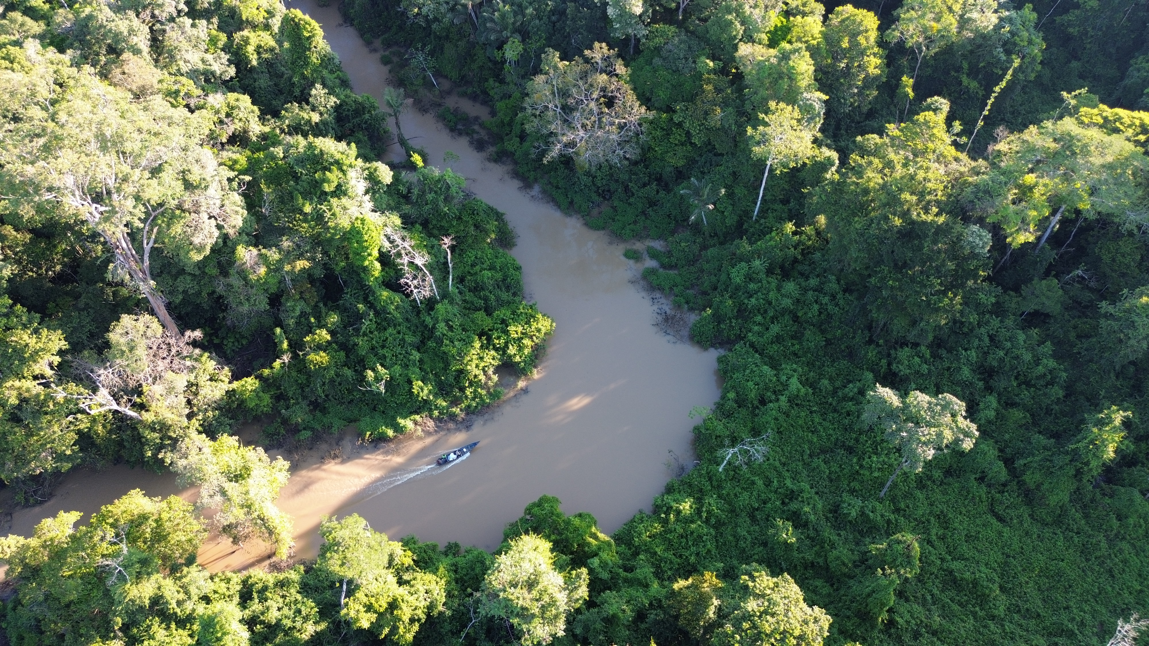 Floresta preservada - vista aérea