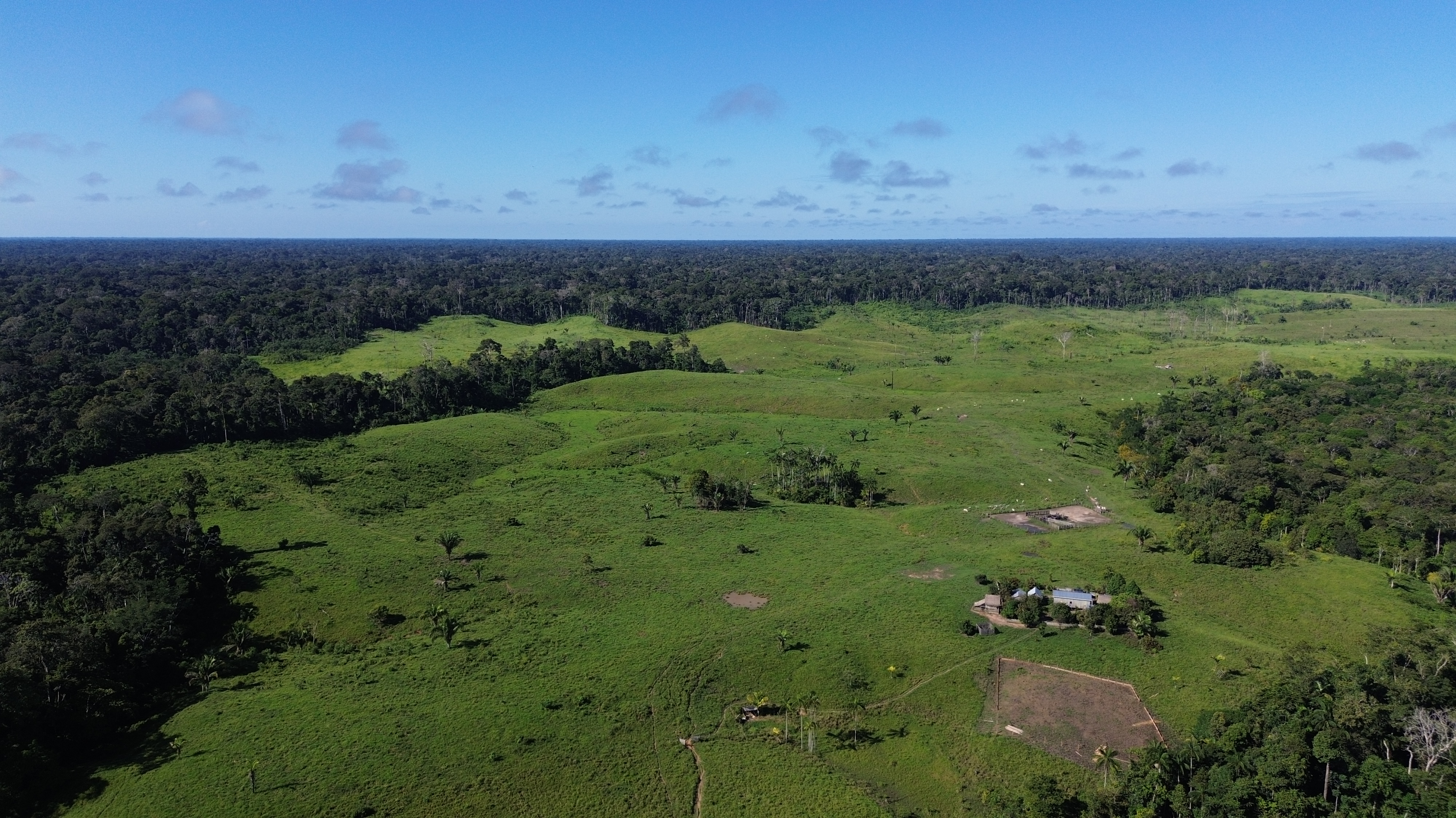 Floresta preservada - vista aérea