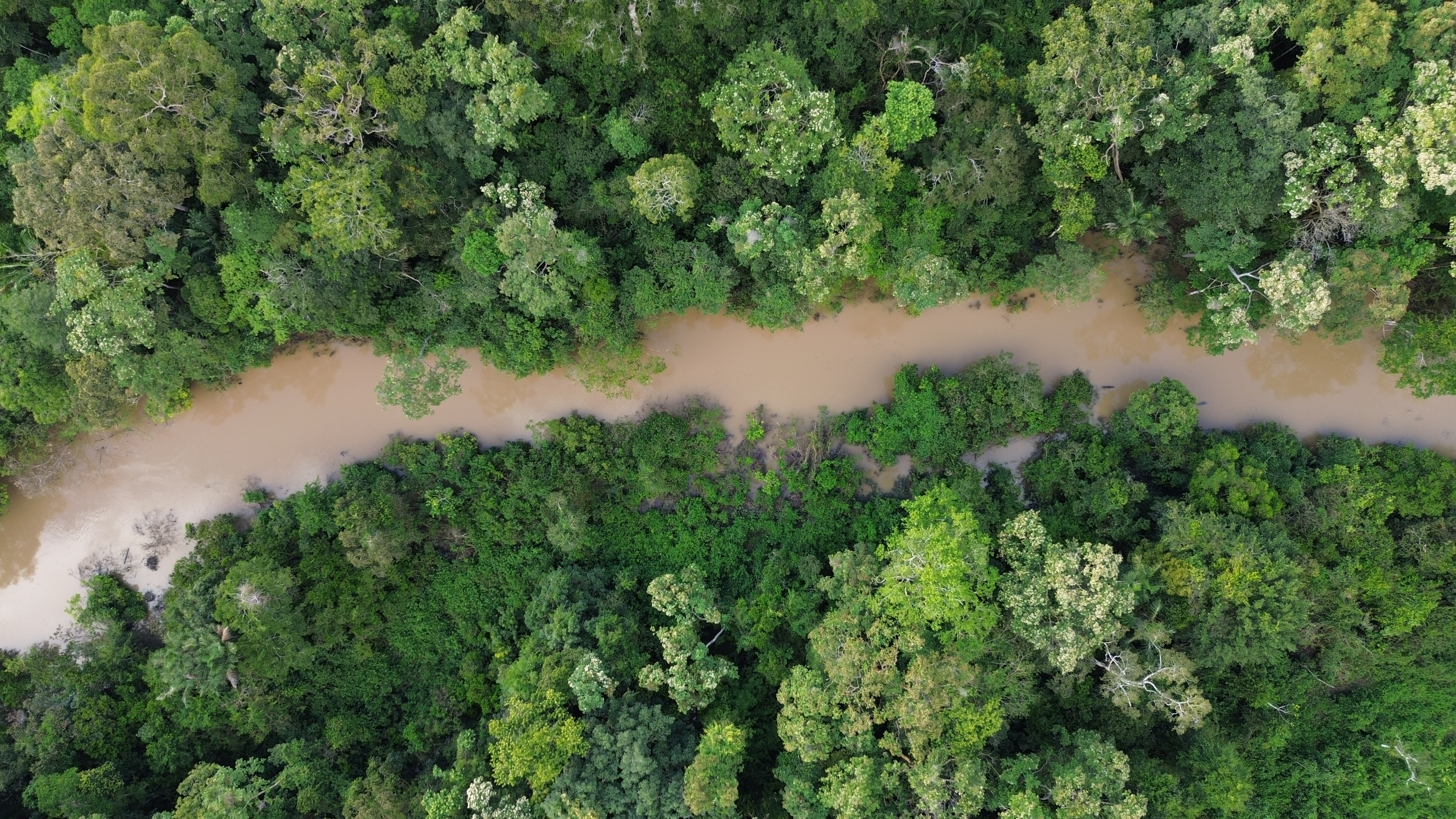 Floresta preservada - vista aérea