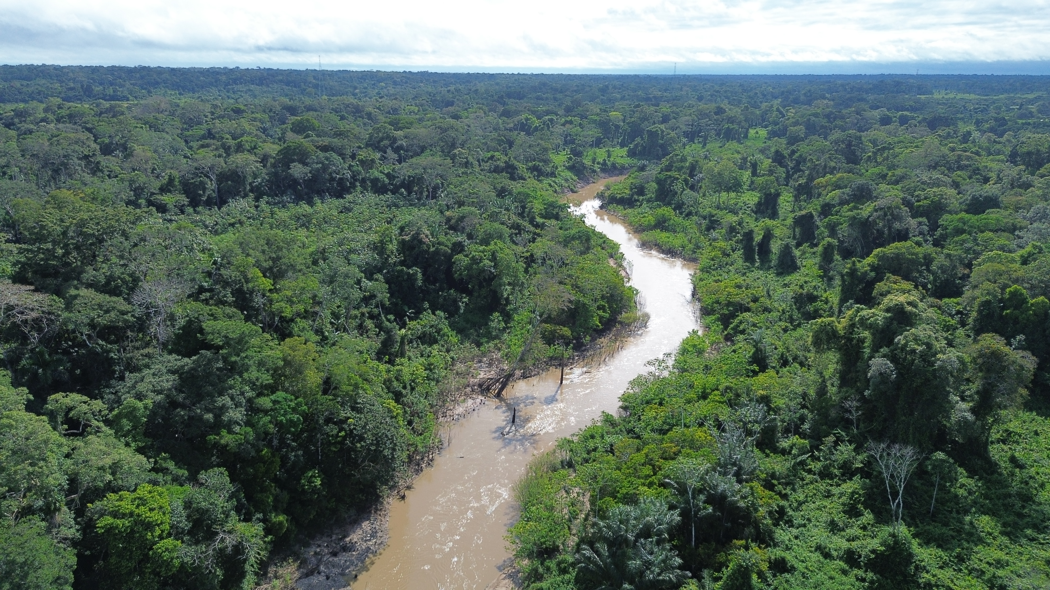 Floresta preservada - vista aérea