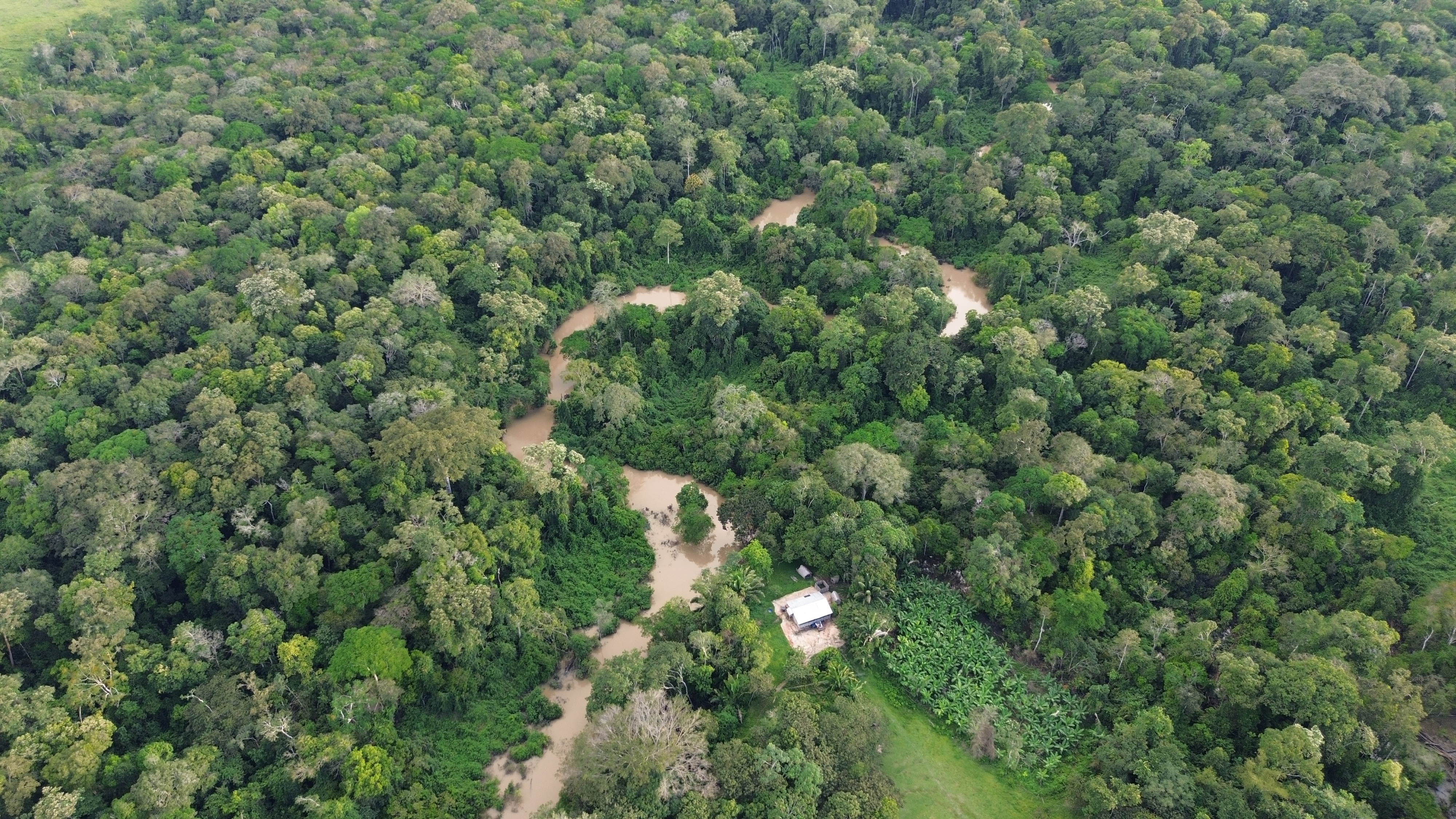Floresta preservada - vista aérea