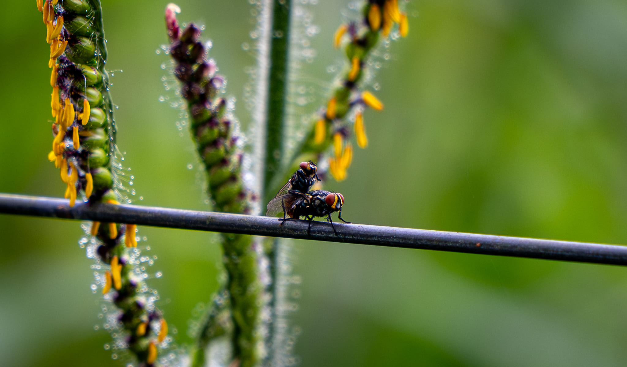 Onça pintada - espécie protegida