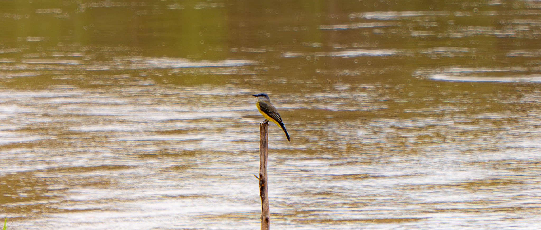 Onça pintada - espécie protegida