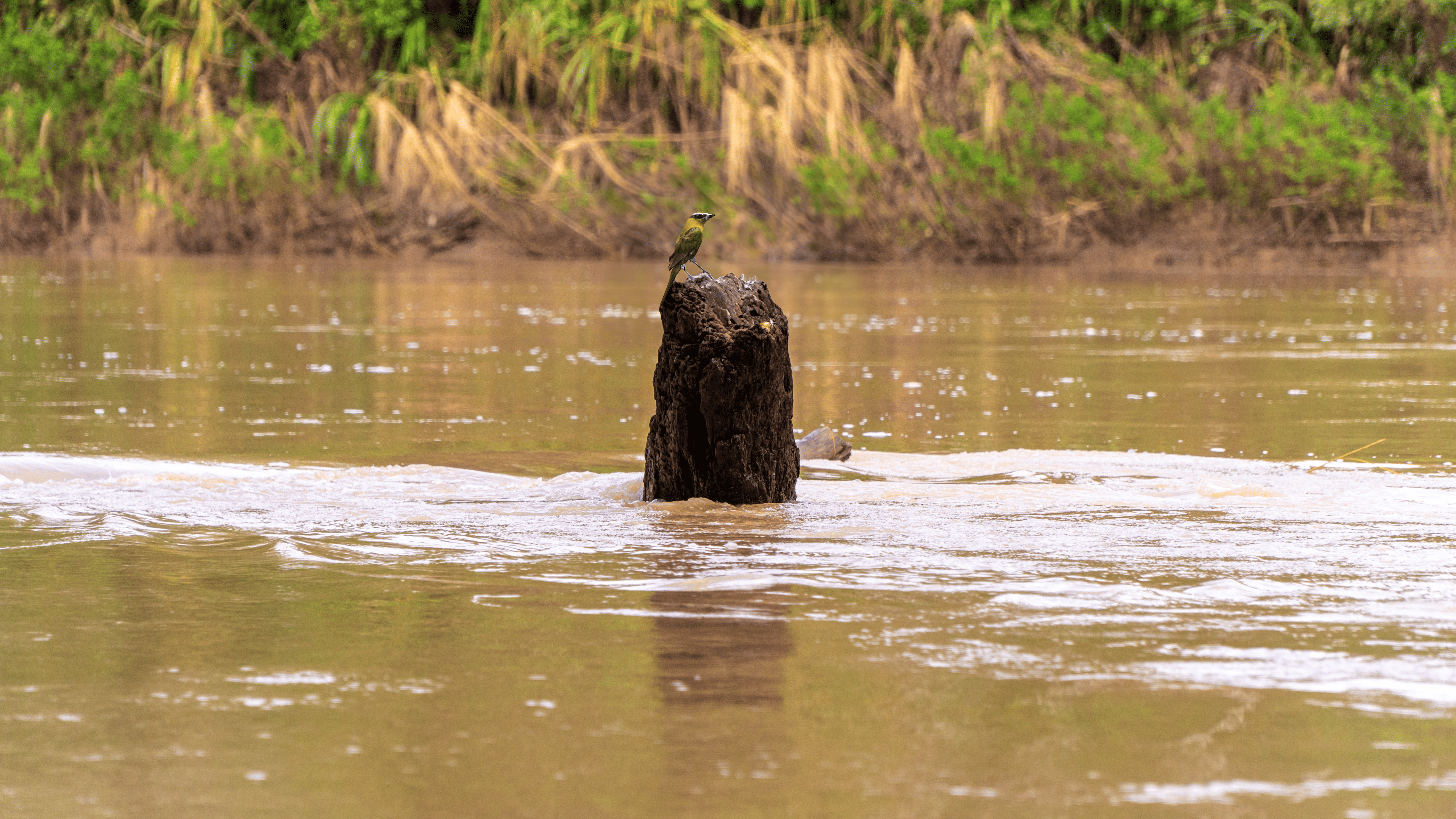 Onça pintada - espécie protegida