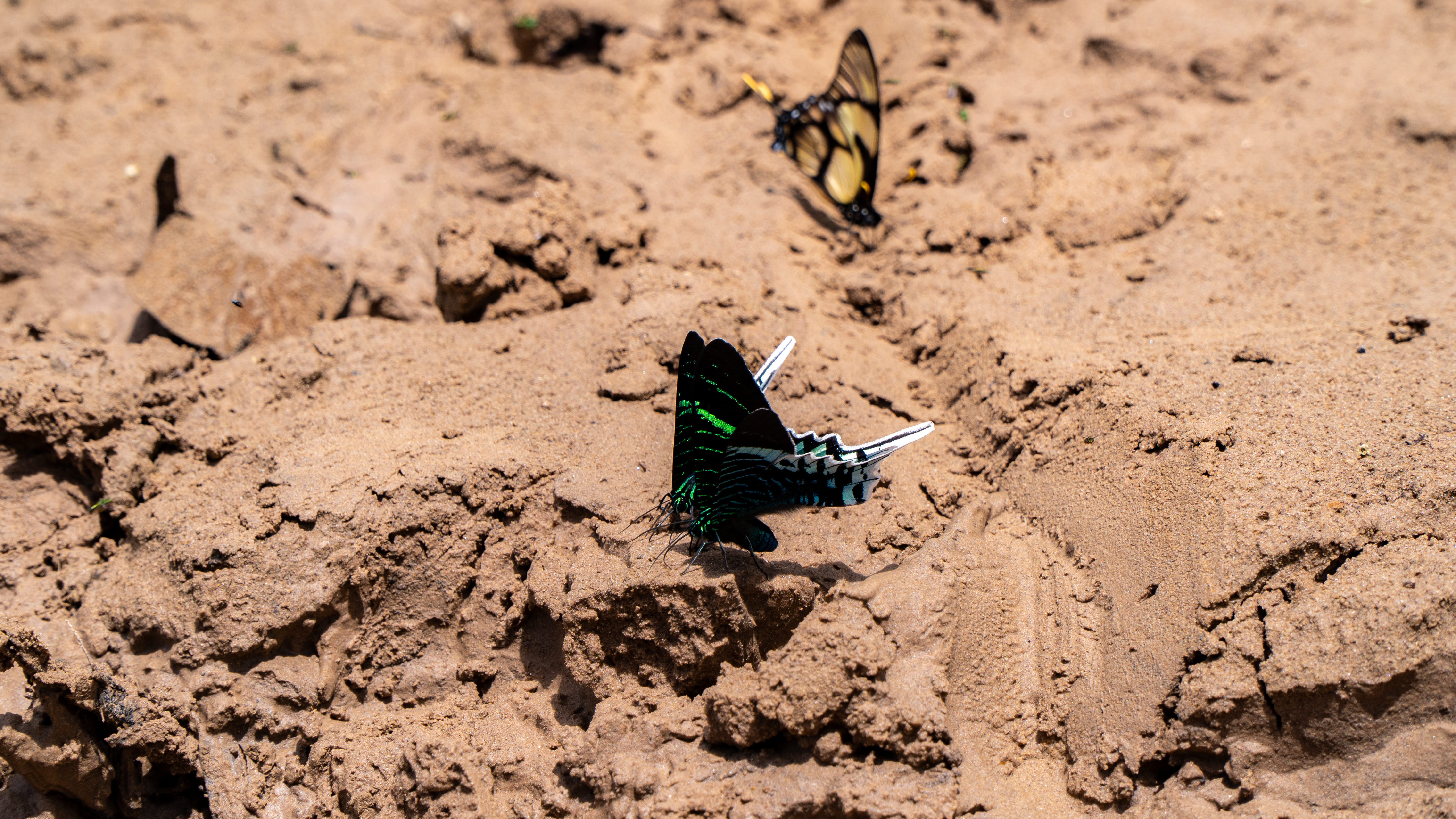 Onça pintada - espécie protegida