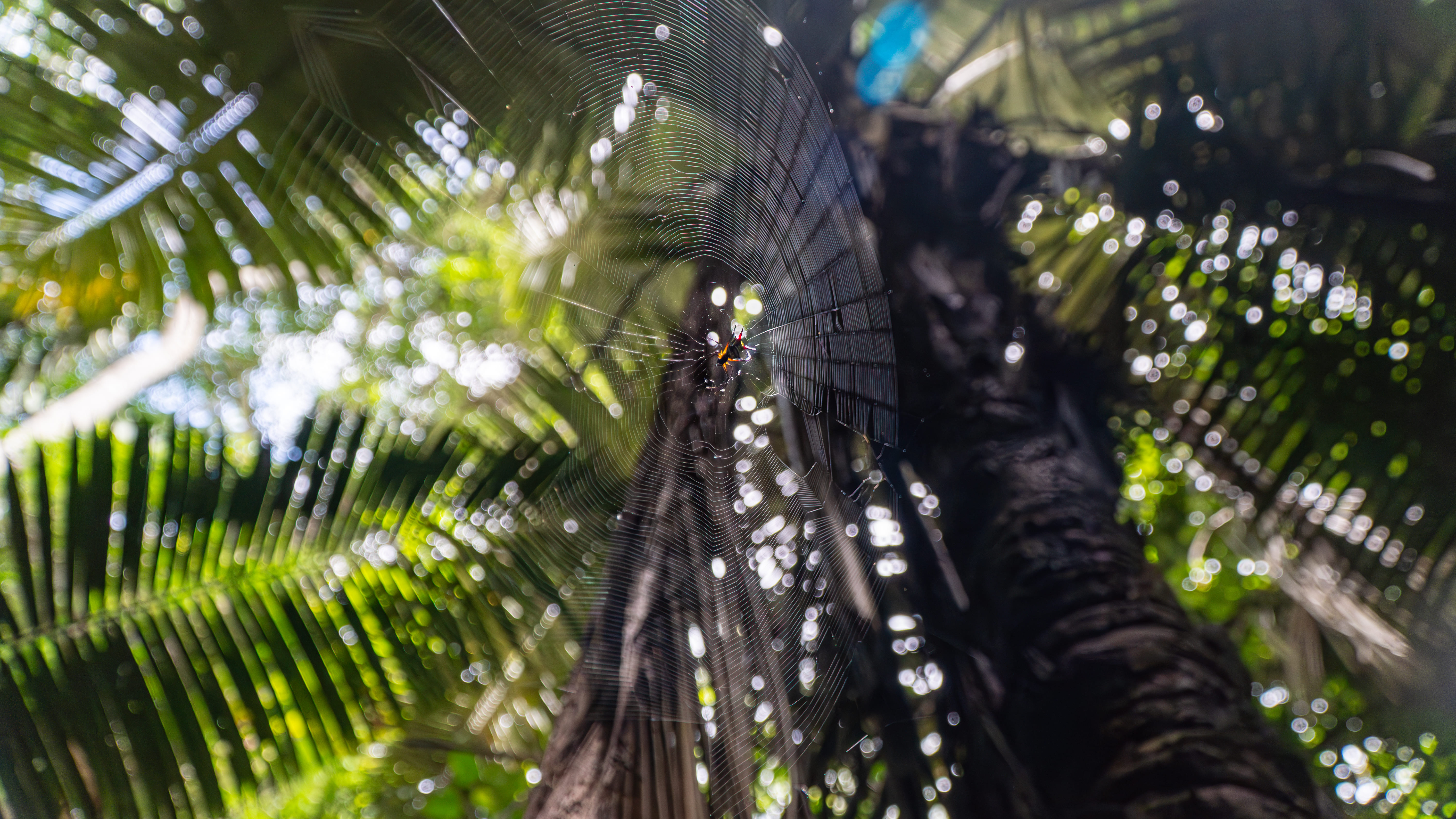 Onça pintada - espécie protegida