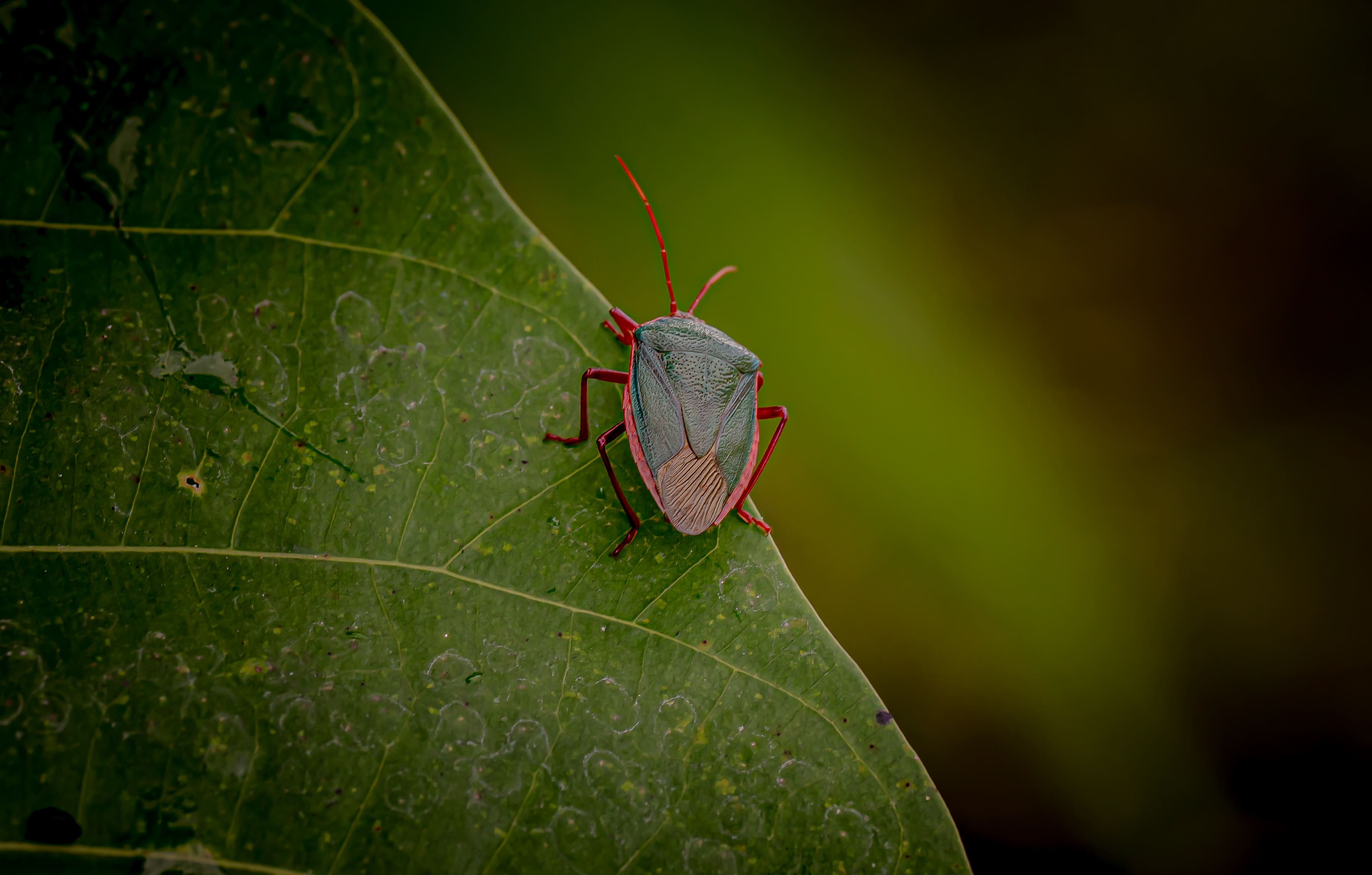Onça pintada - espécie protegida
