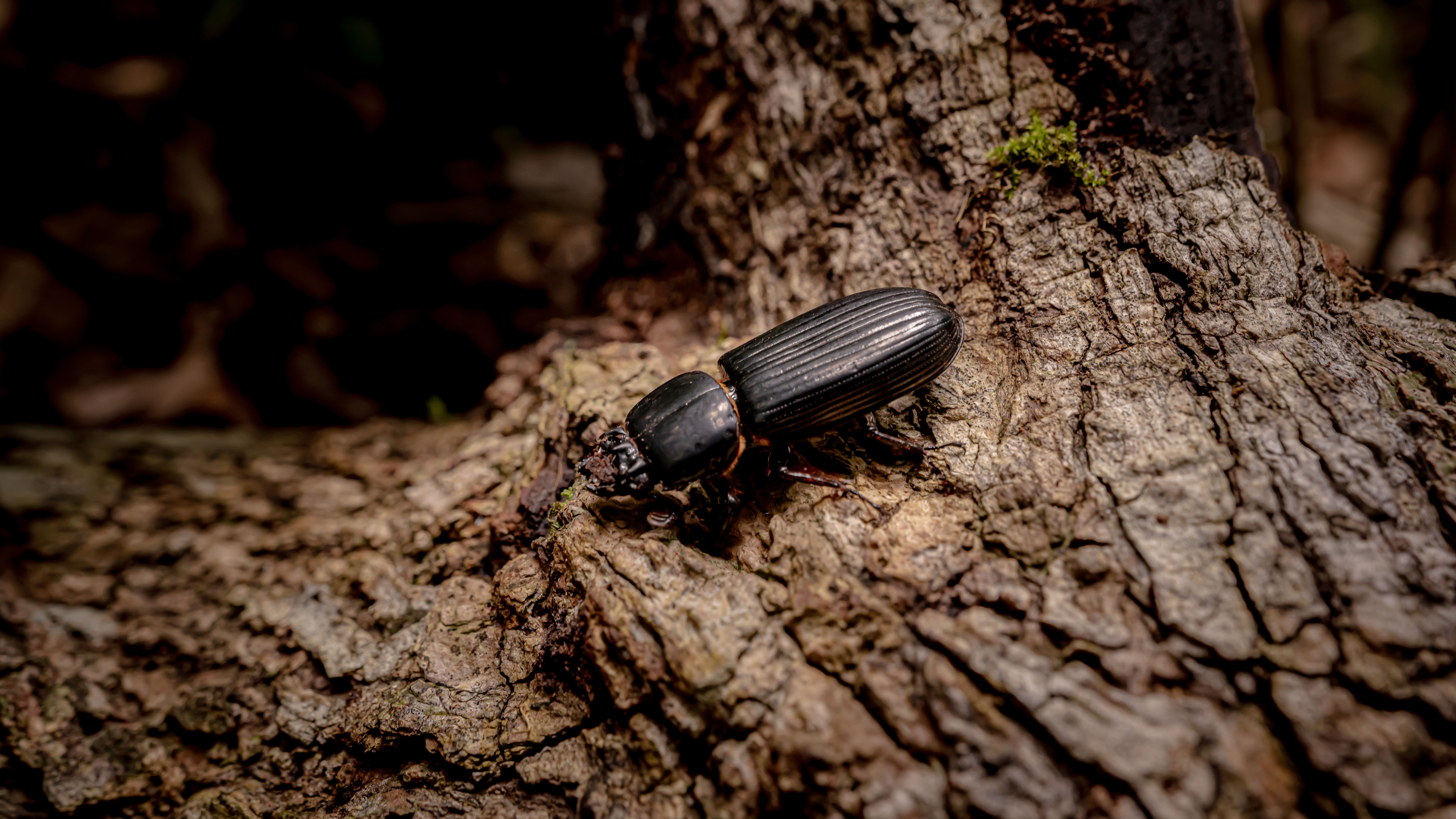 Onça pintada - espécie protegida