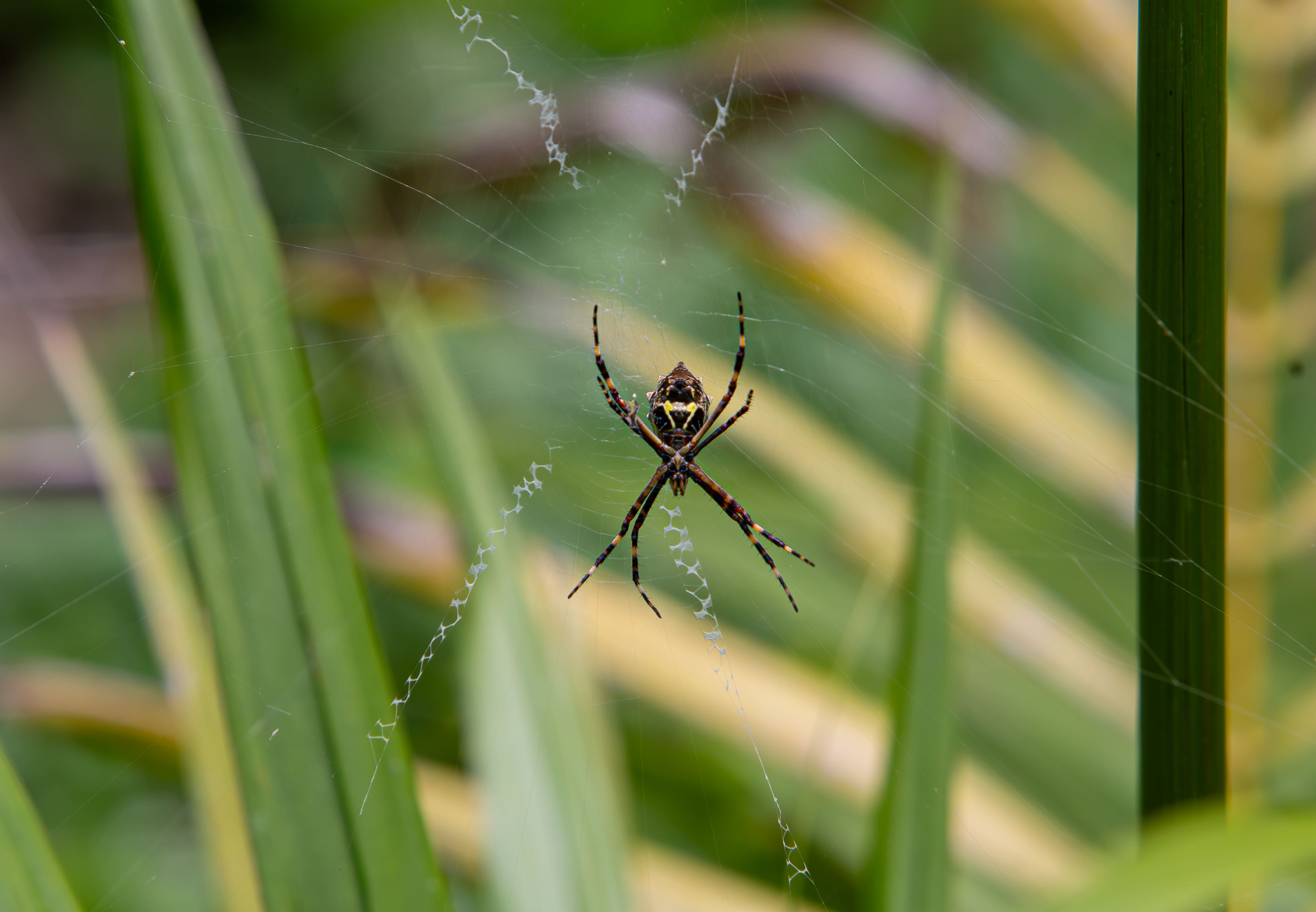 Onça pintada - espécie protegida