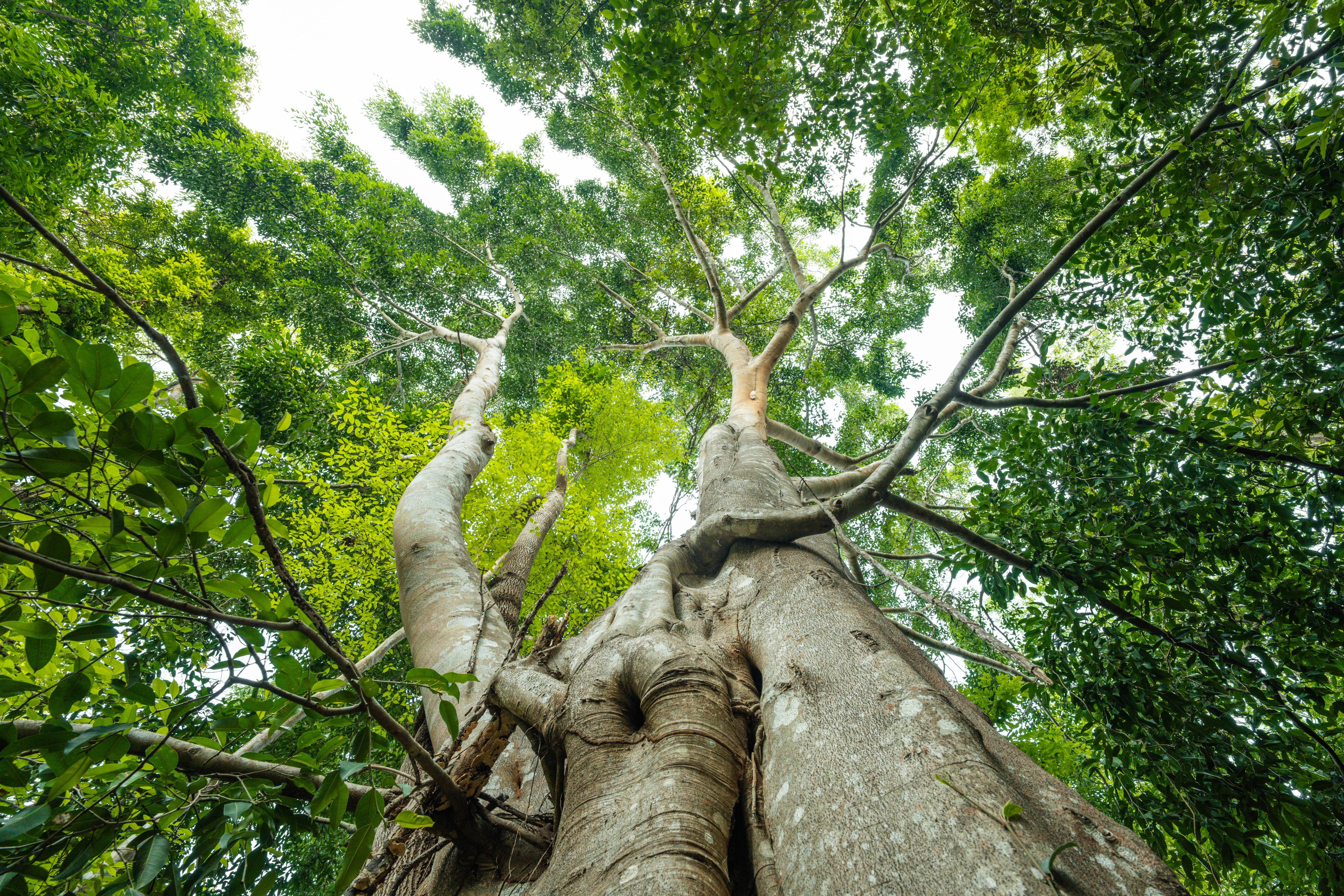 Onça pintada - espécie protegida