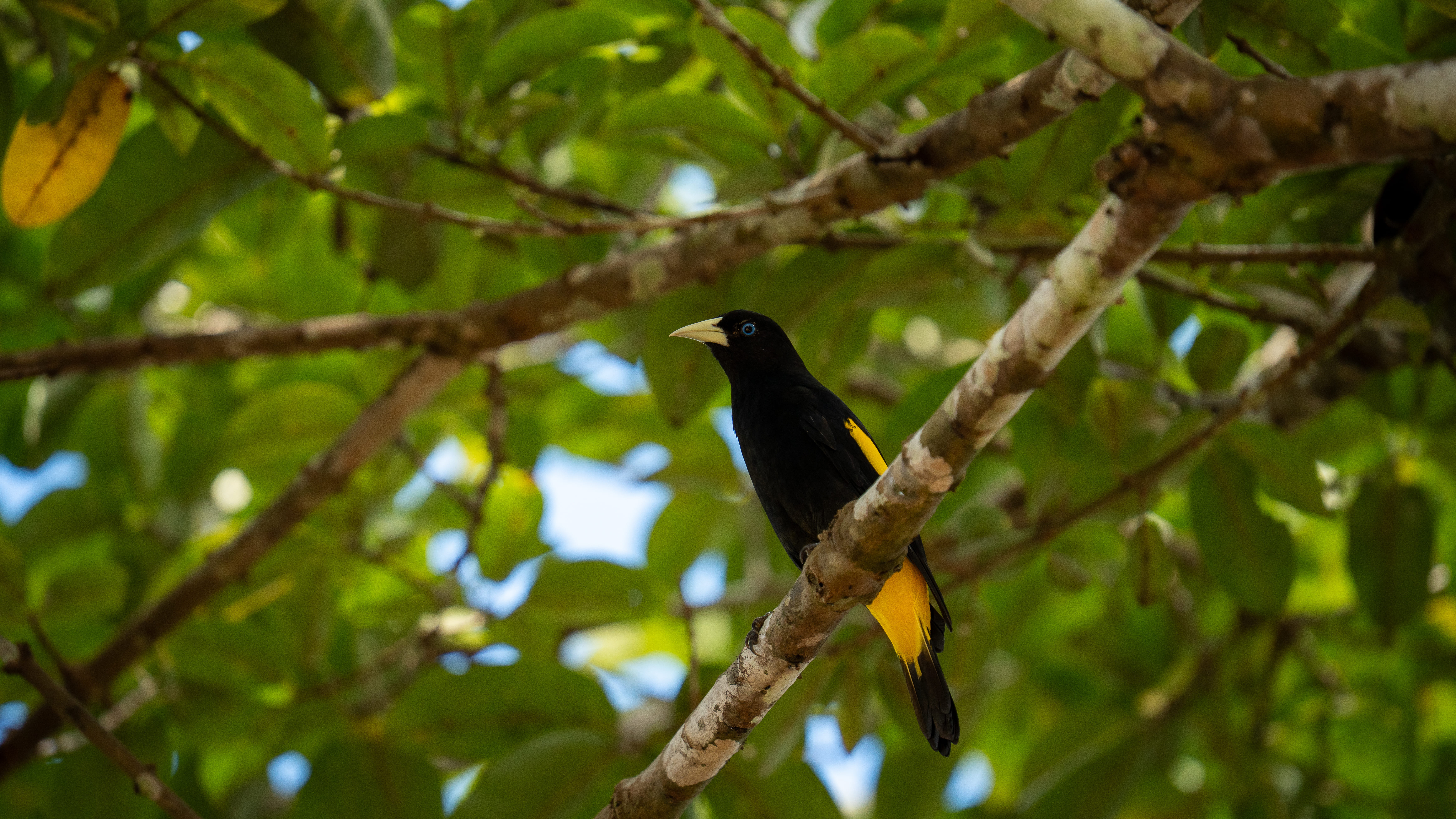 Onça pintada - espécie protegida