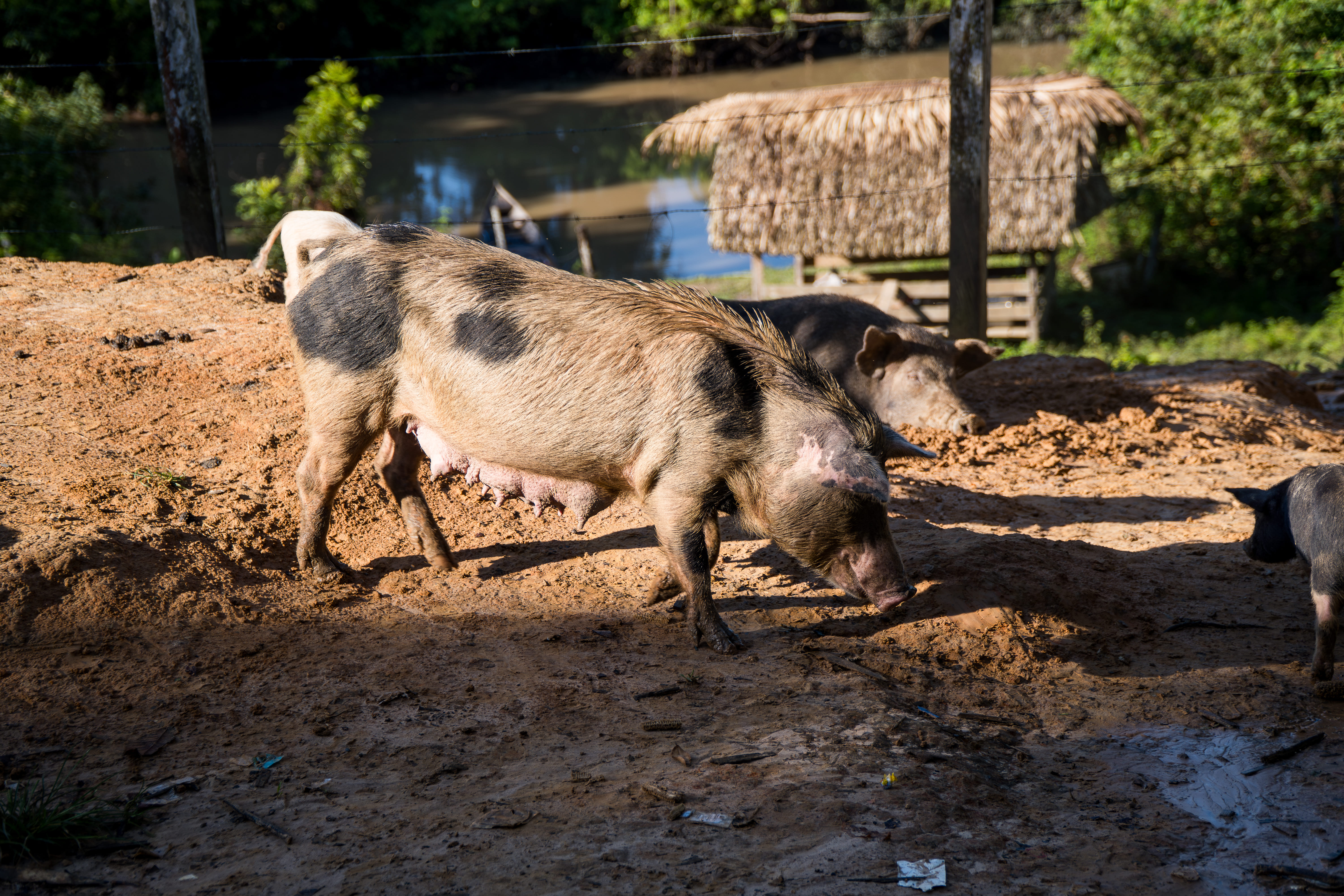 Onça pintada - espécie protegida
