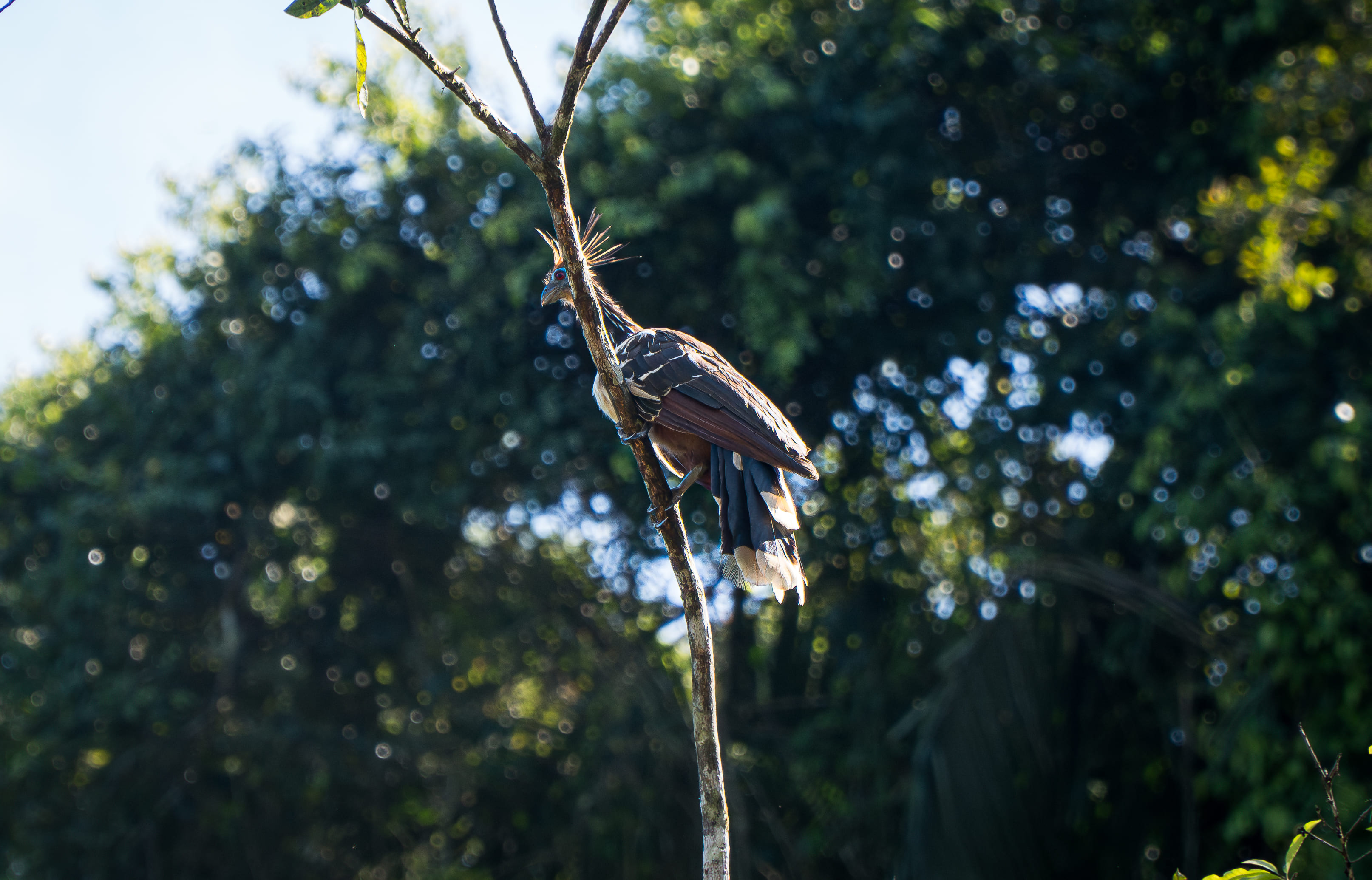Onça pintada - espécie protegida