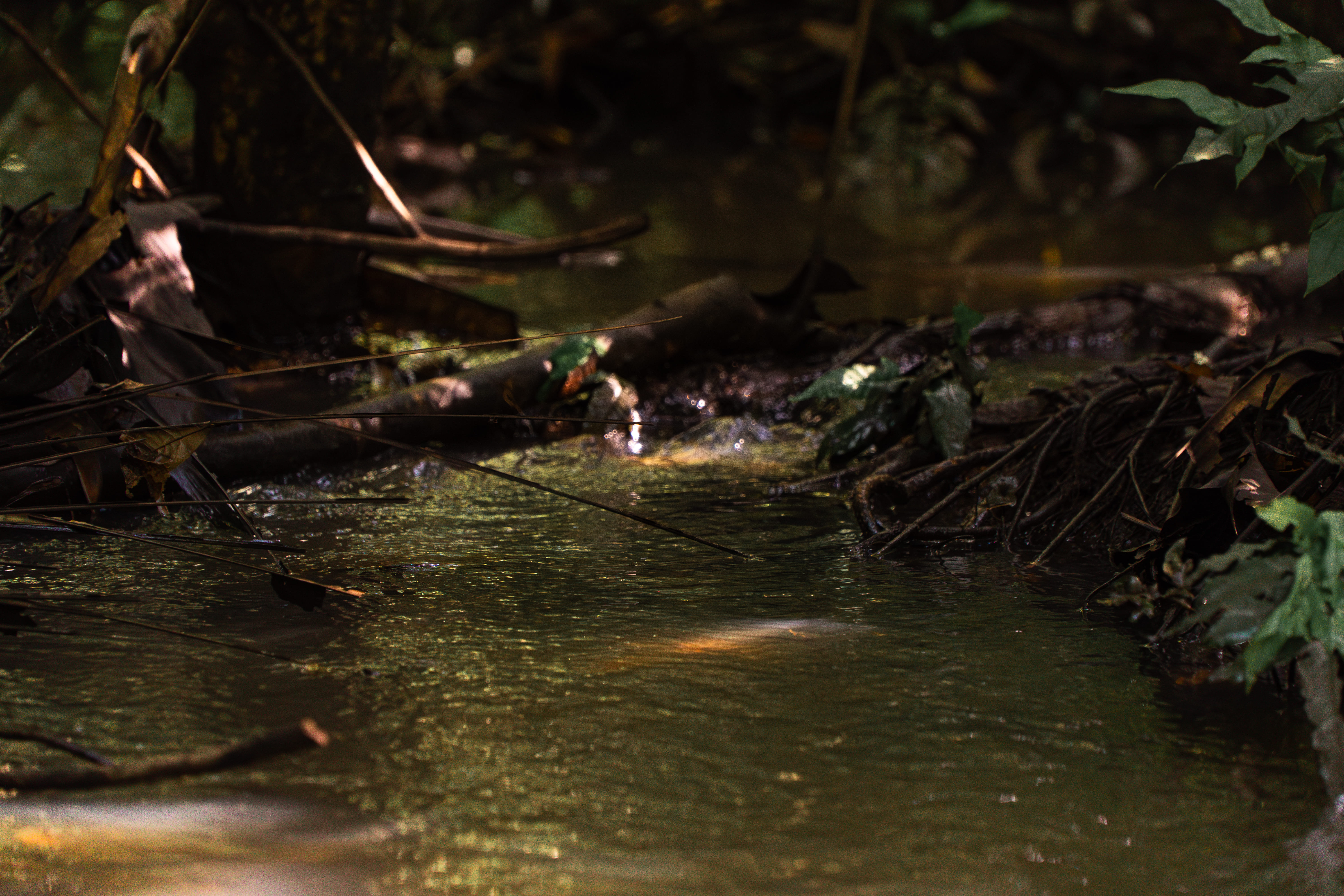 Onça pintada - espécie protegida