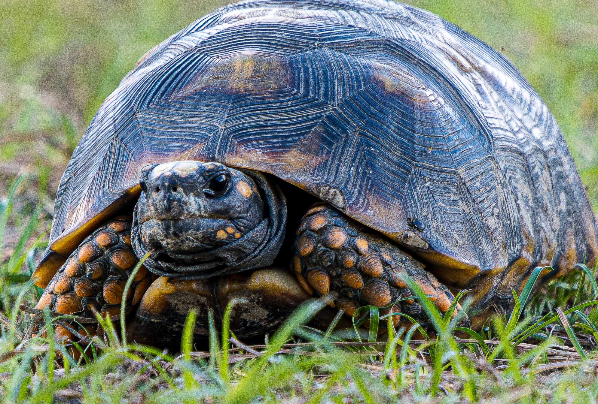 Onça pintada - espécie protegida