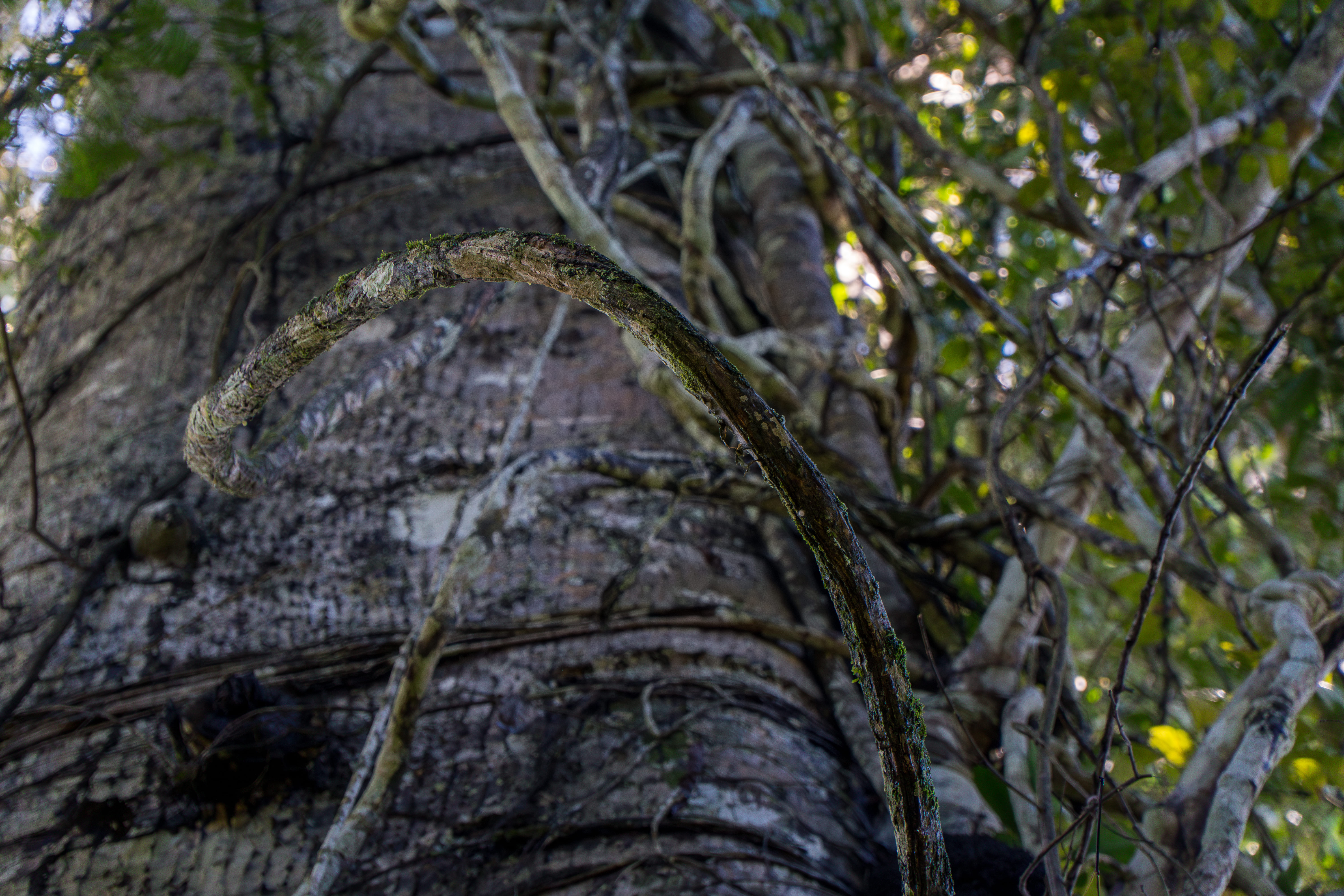 Floresta amazônica preservada