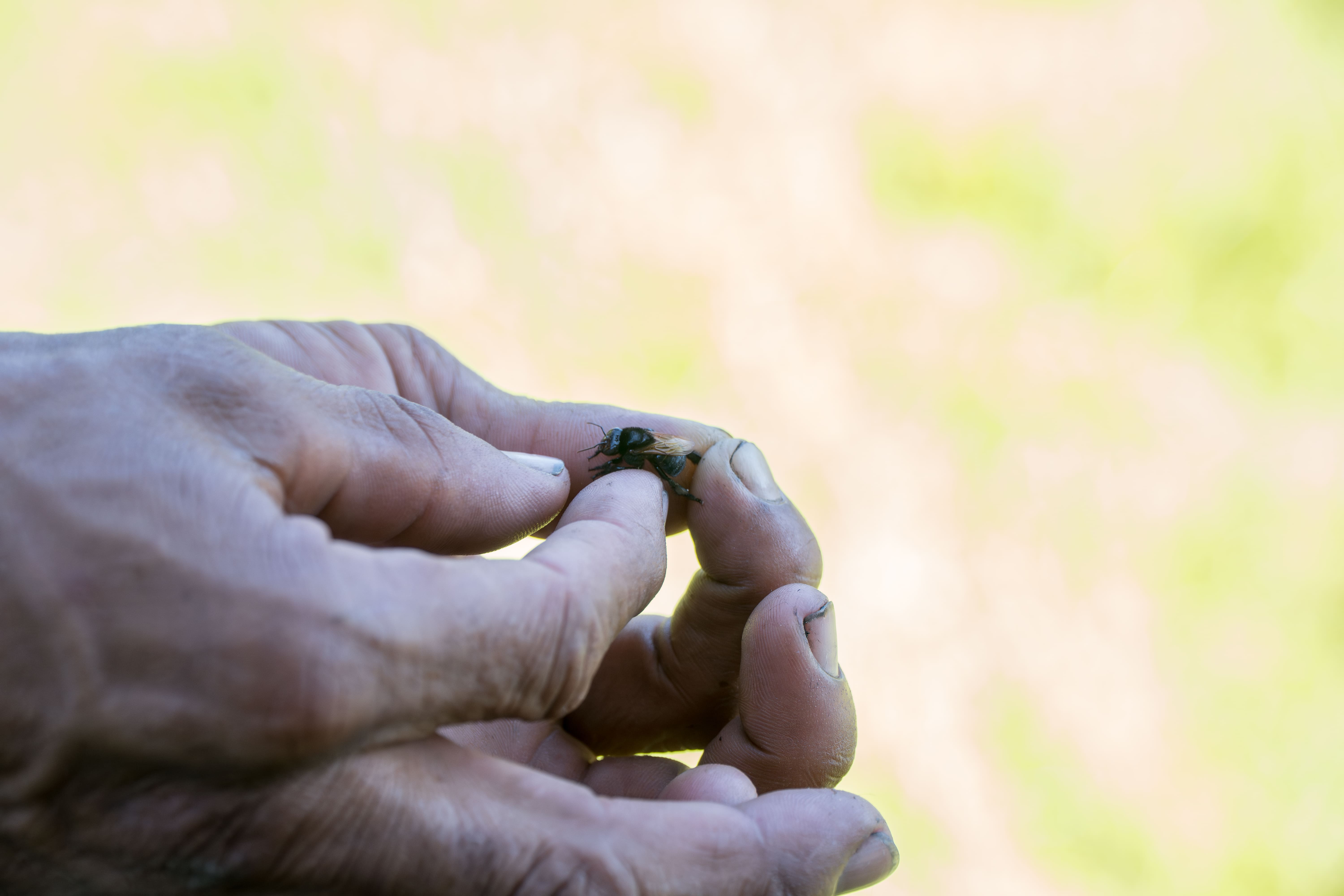 Floresta amazônica preservada