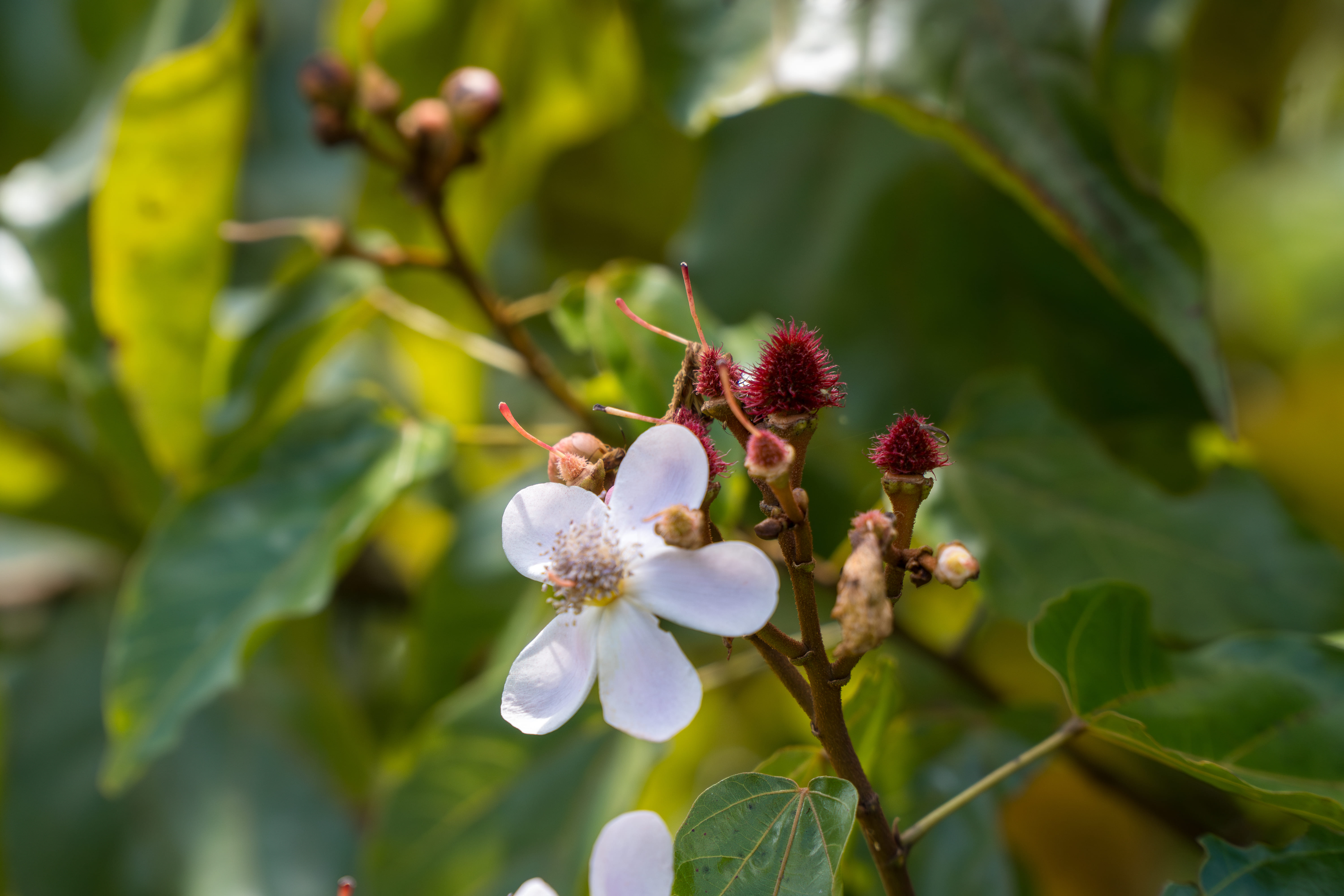 Floresta amazônica preservada