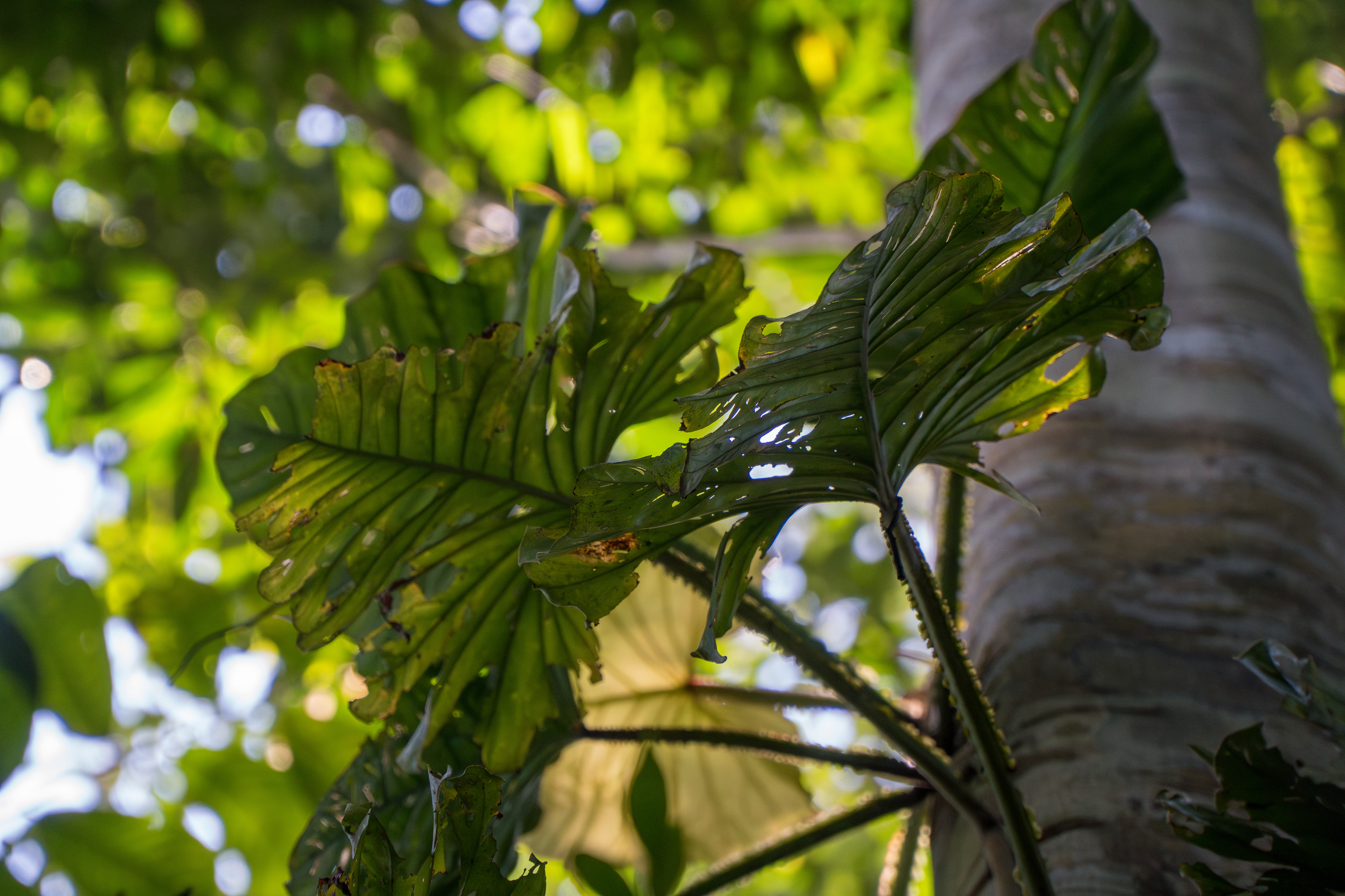 Floresta amazônica preservada