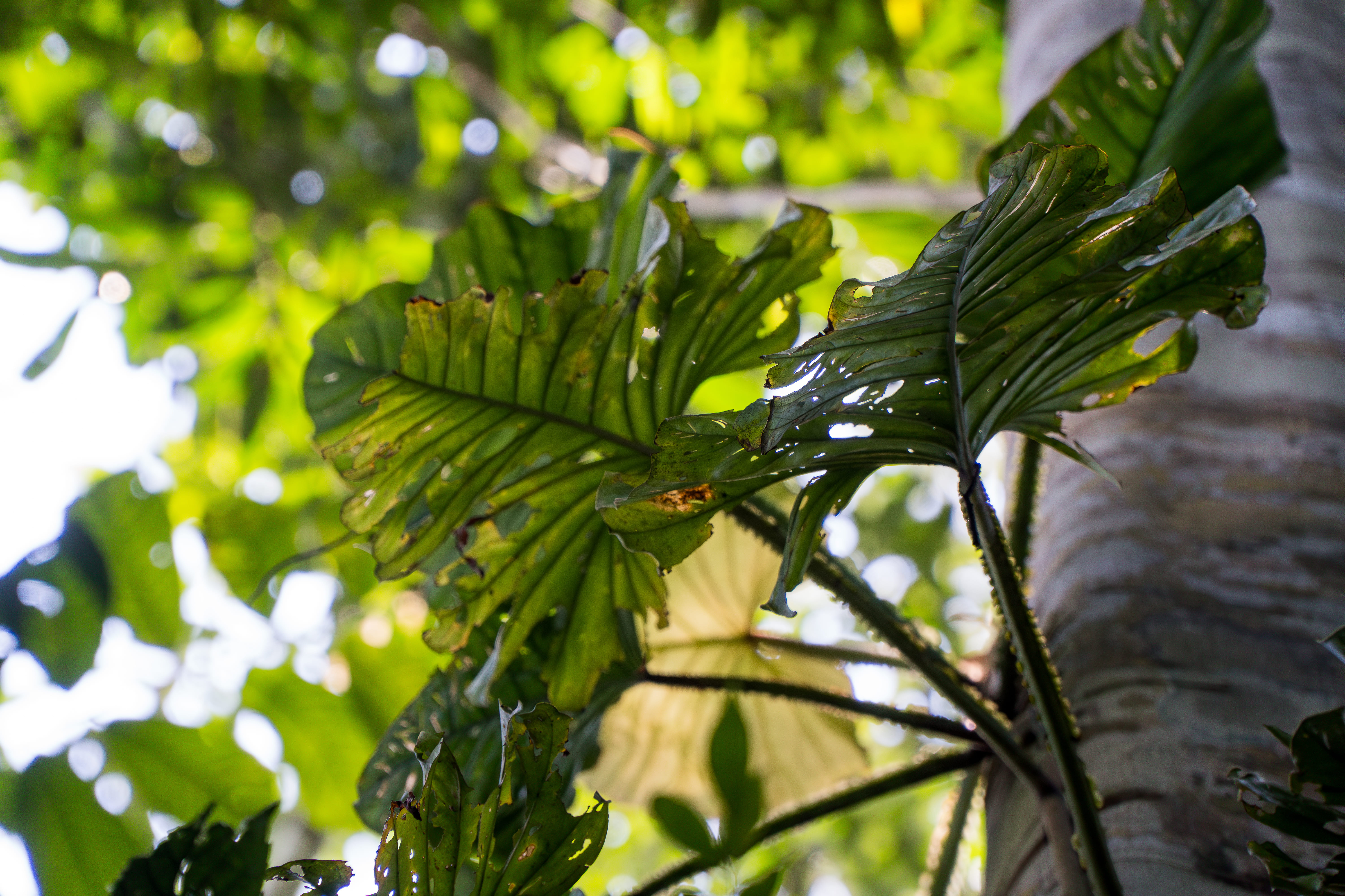 Floresta amazônica preservada