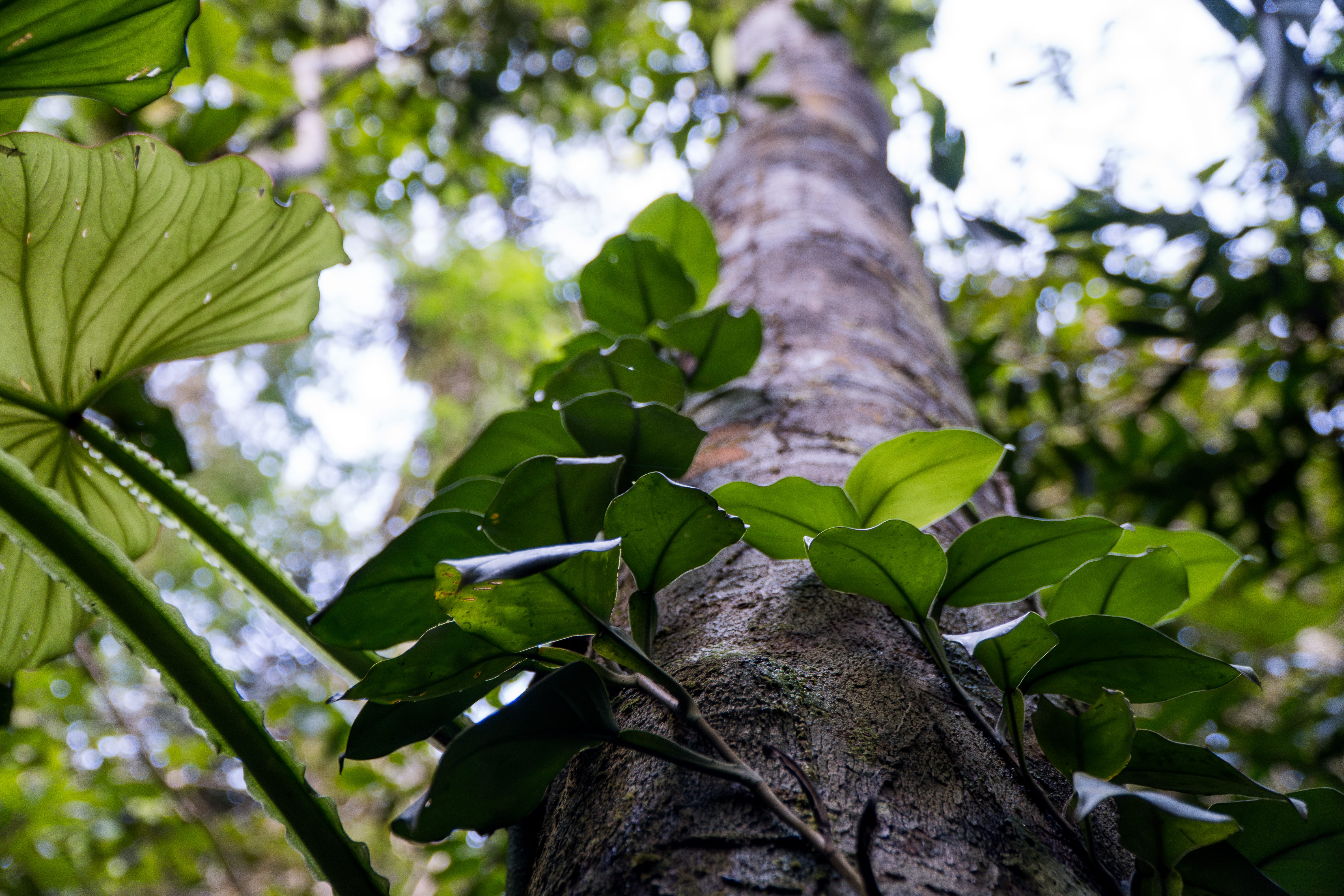 Floresta amazônica preservada