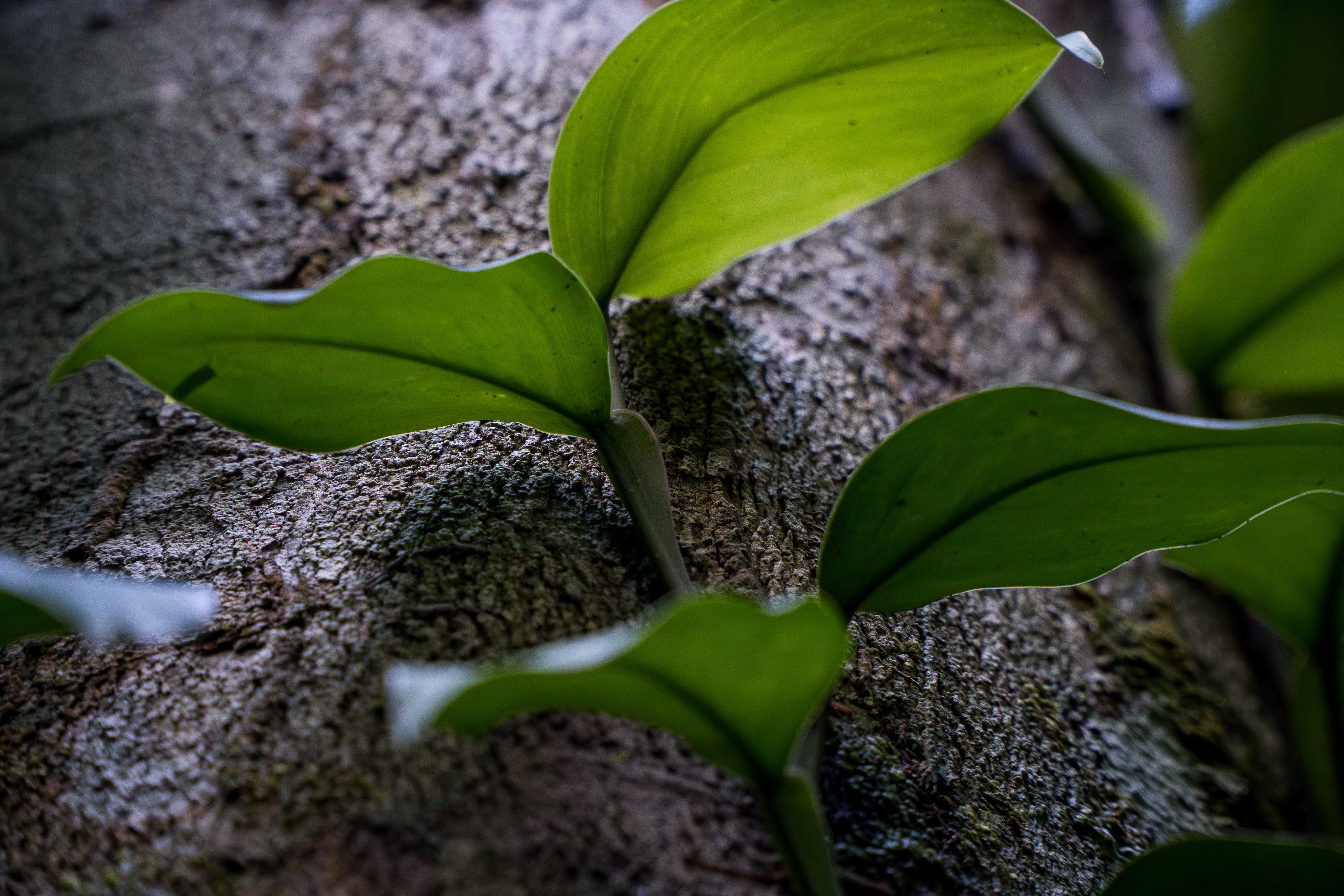 Floresta amazônica preservada