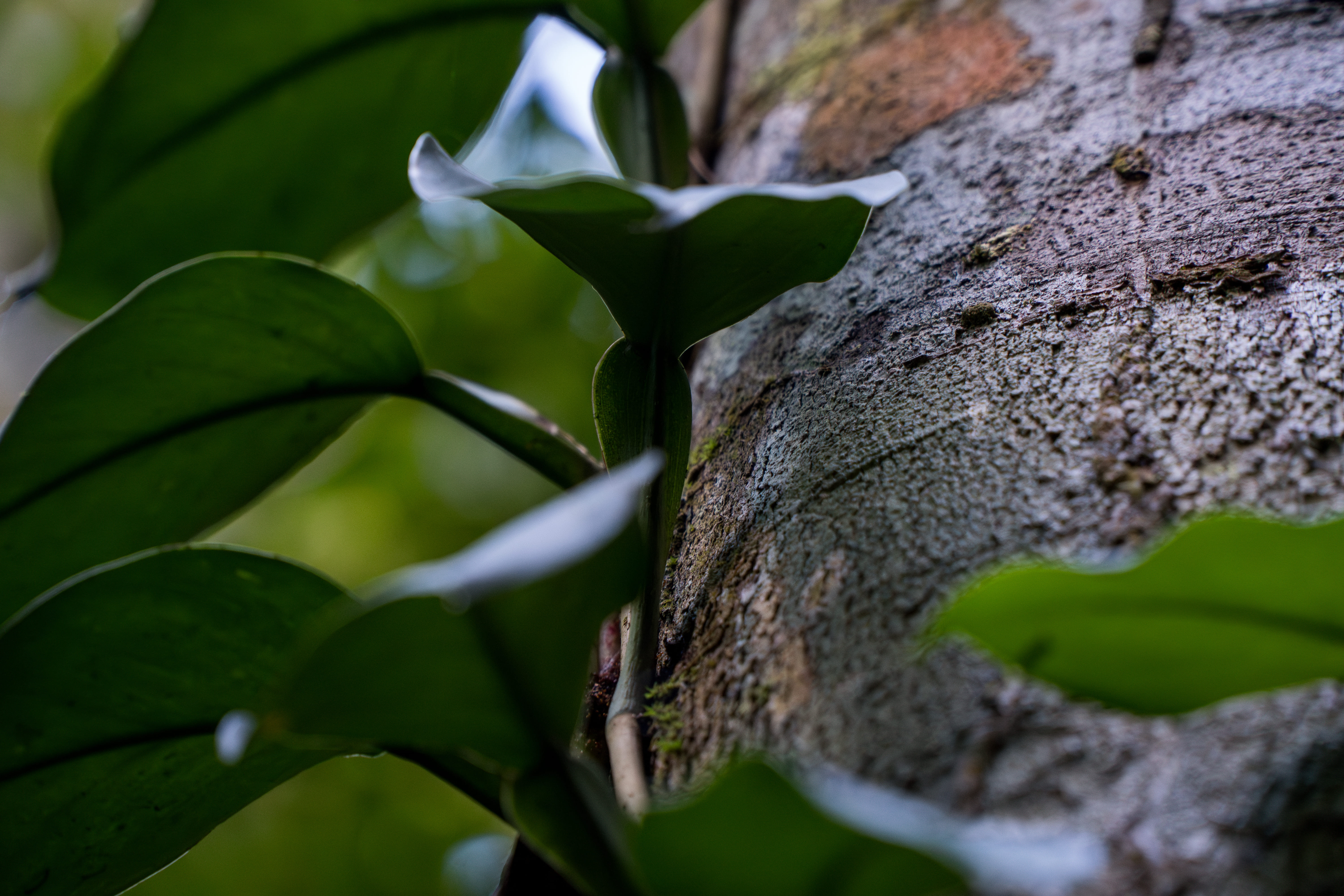 Floresta amazônica preservada