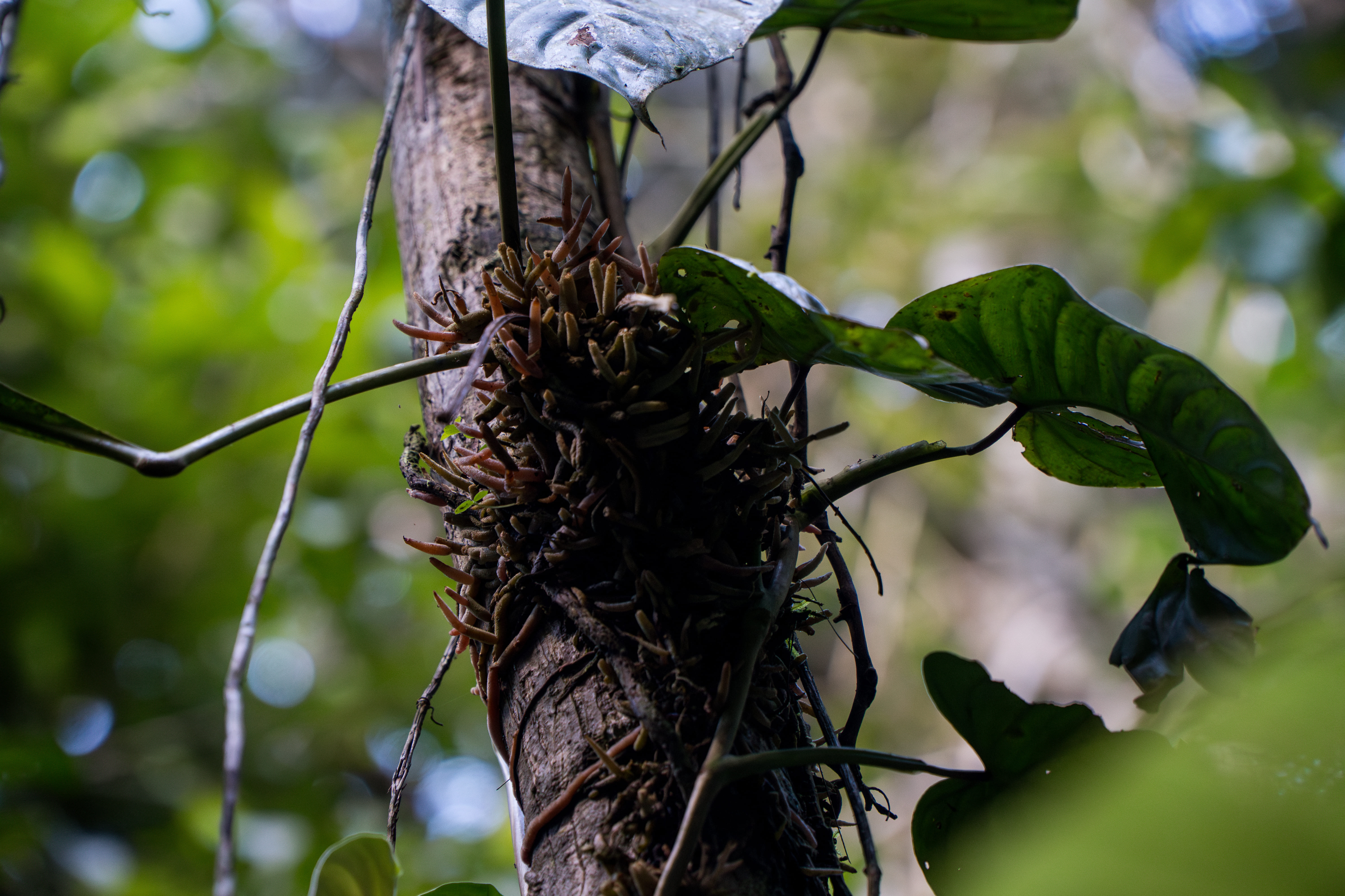 Floresta amazônica preservada