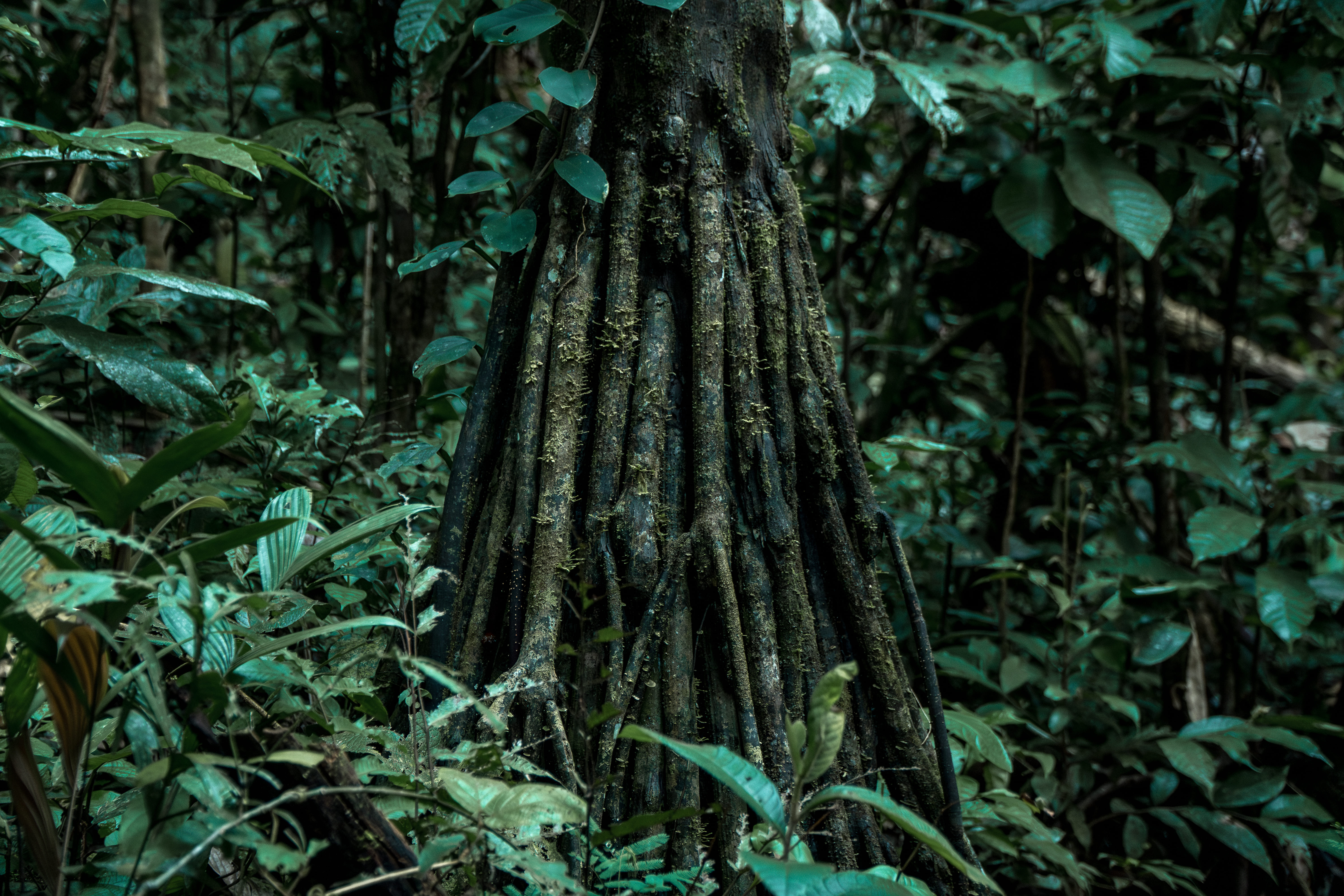 Floresta amazônica preservada