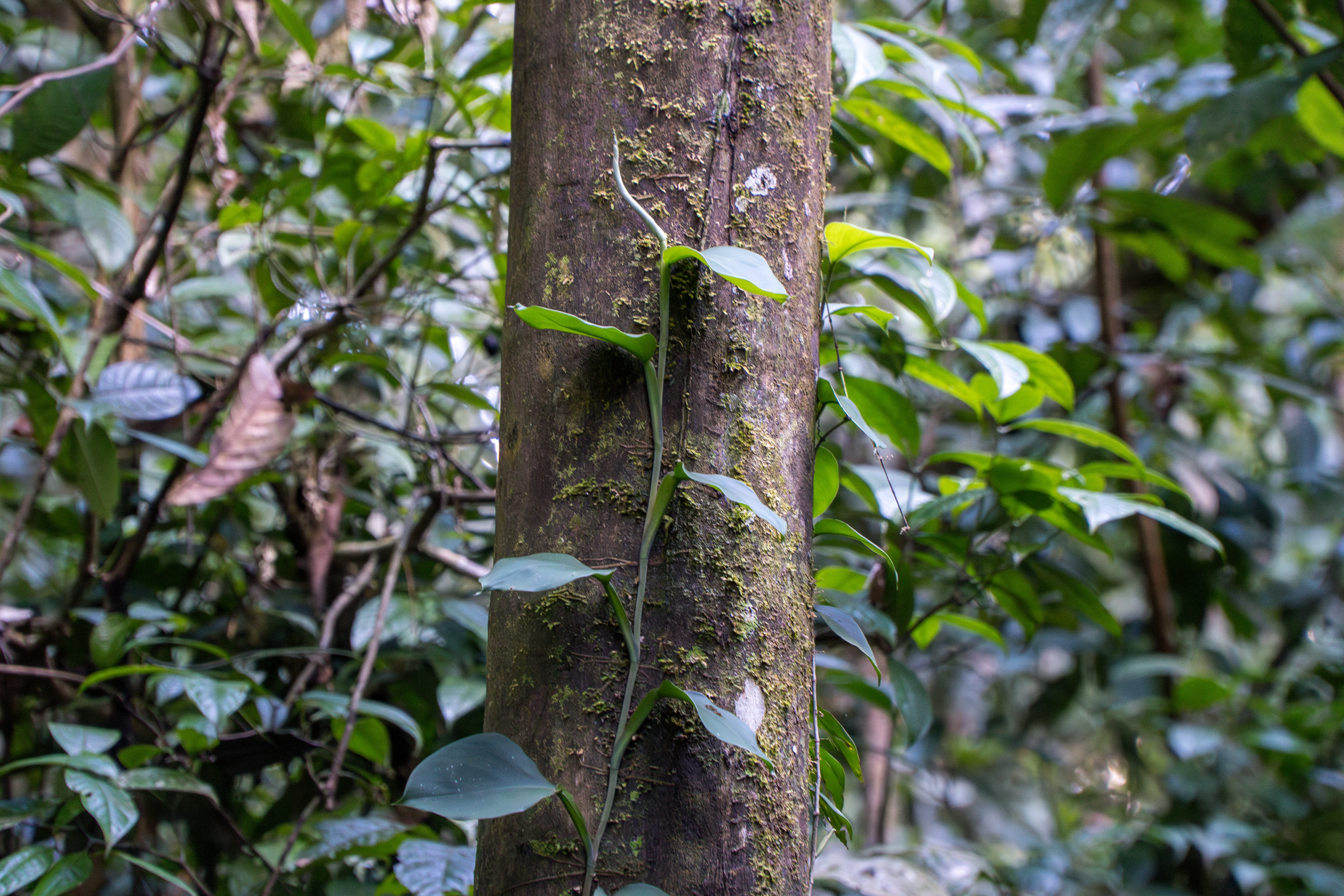 Floresta amazônica preservada