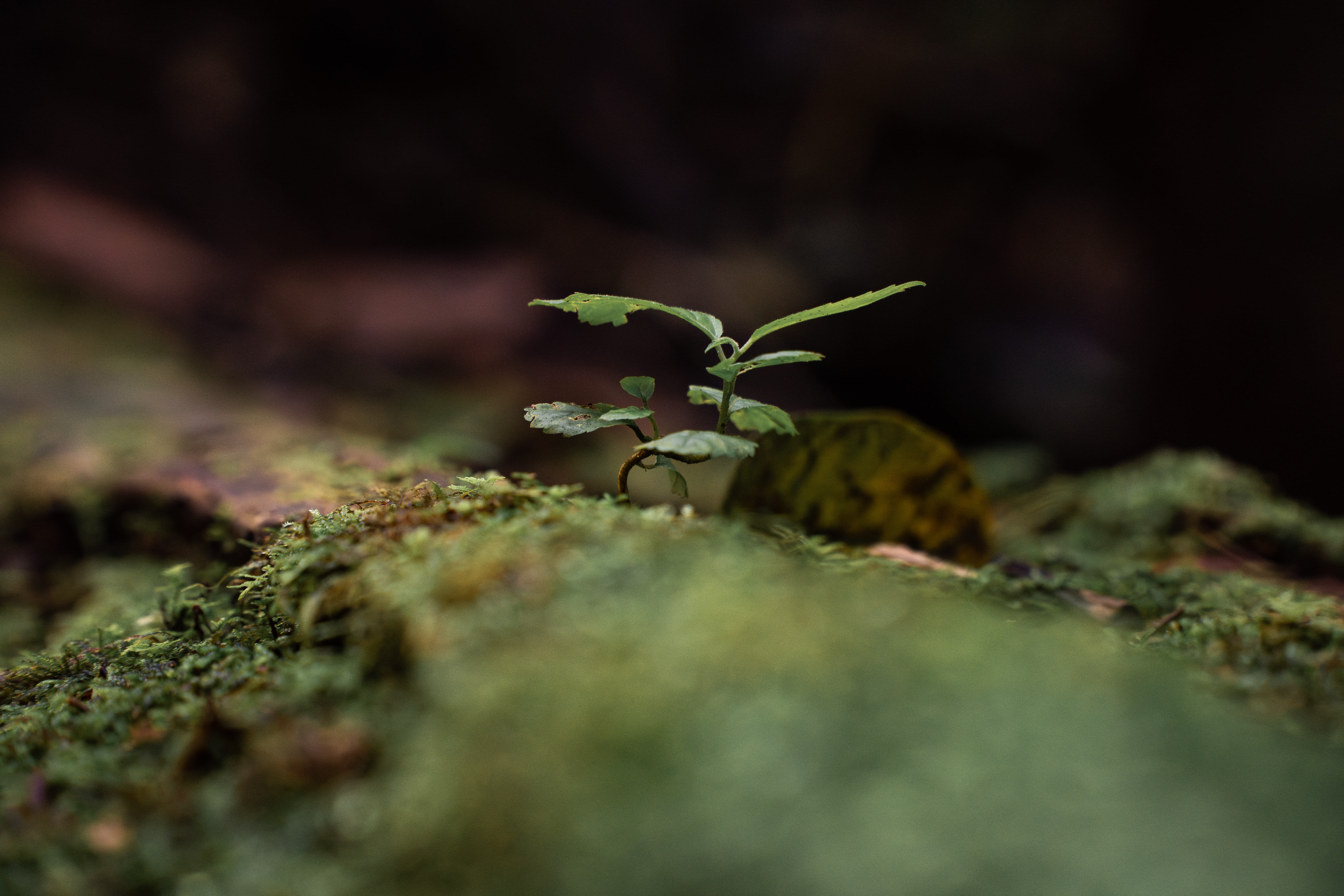 Floresta amazônica preservada