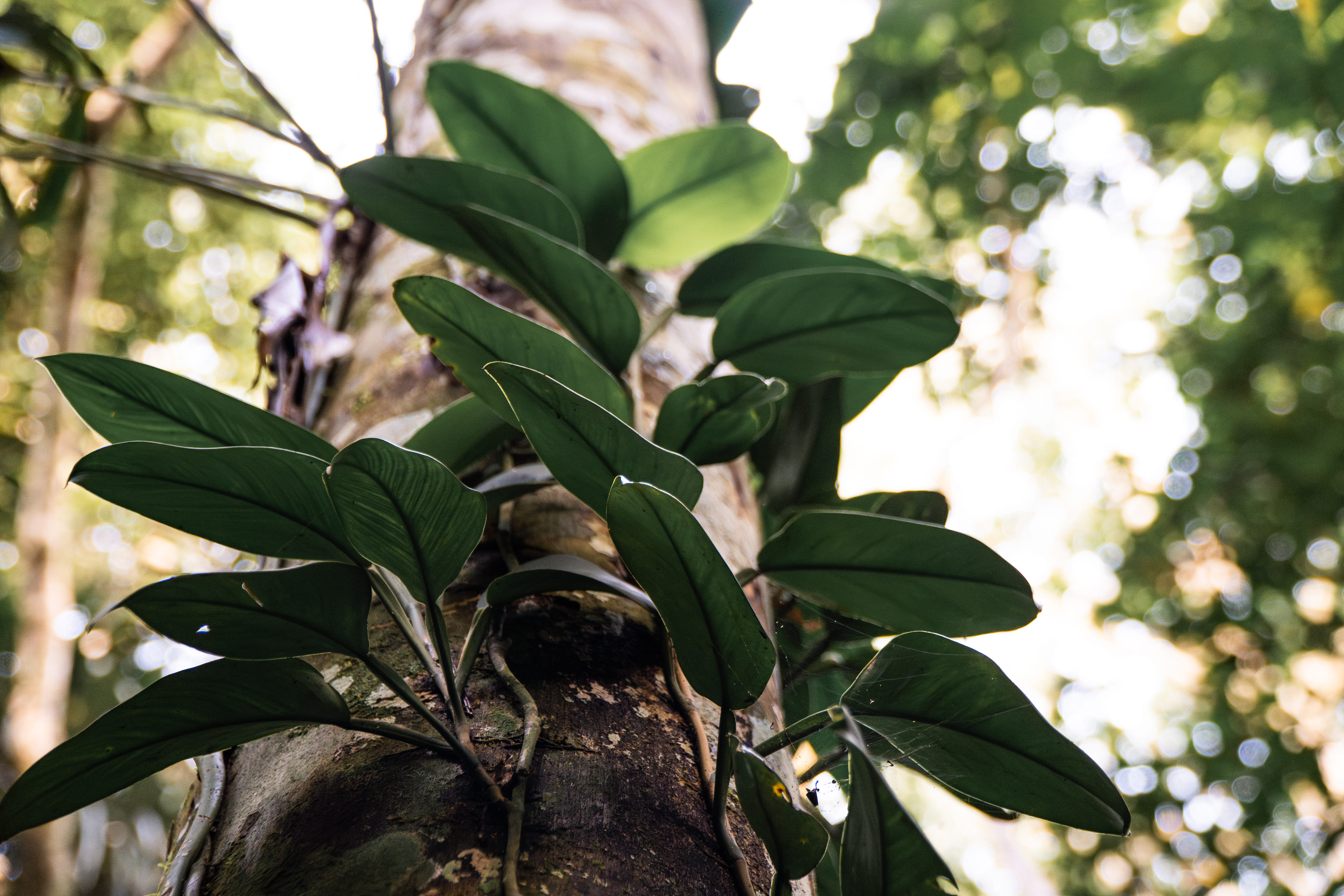 Floresta amazônica preservada