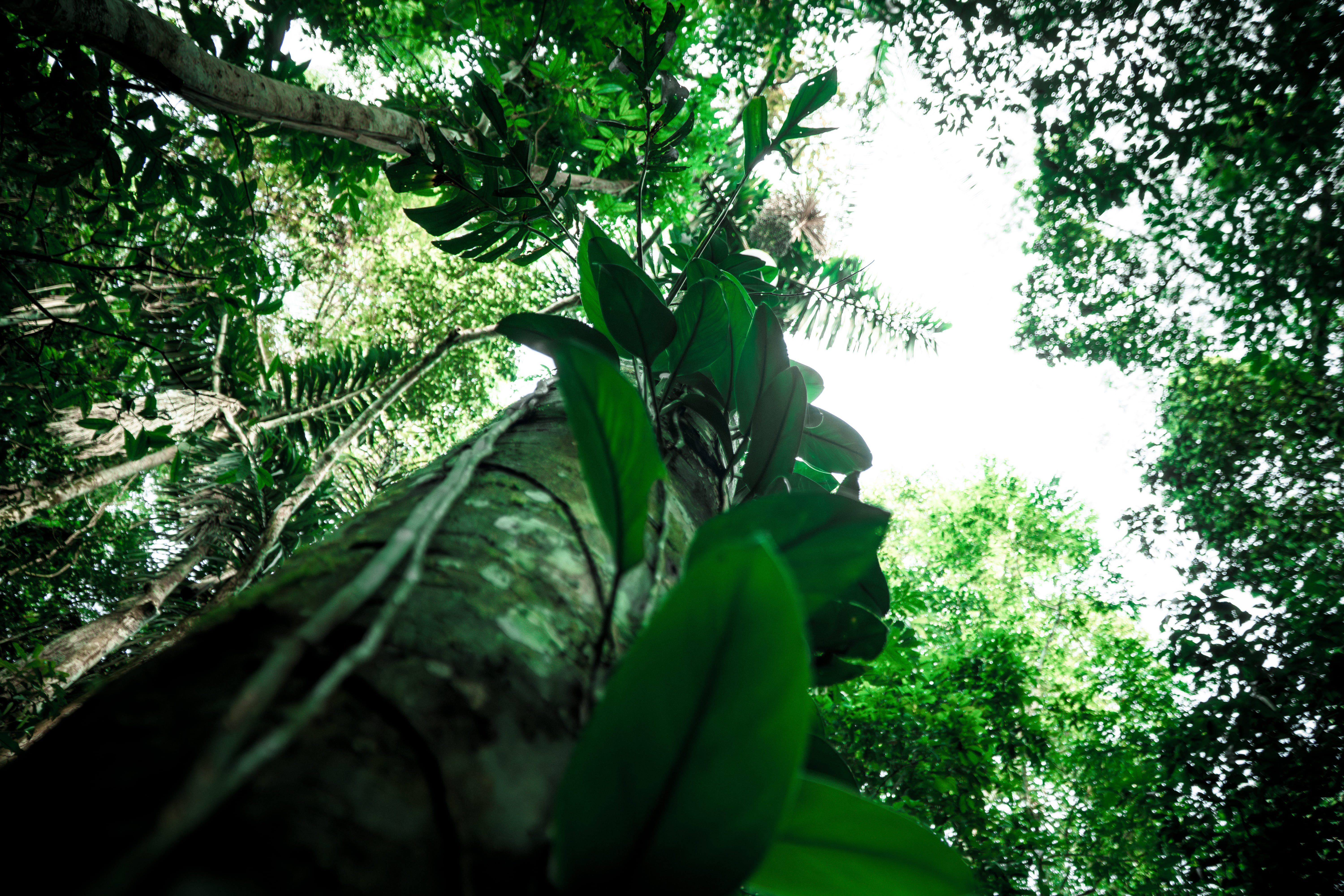 Floresta amazônica preservada