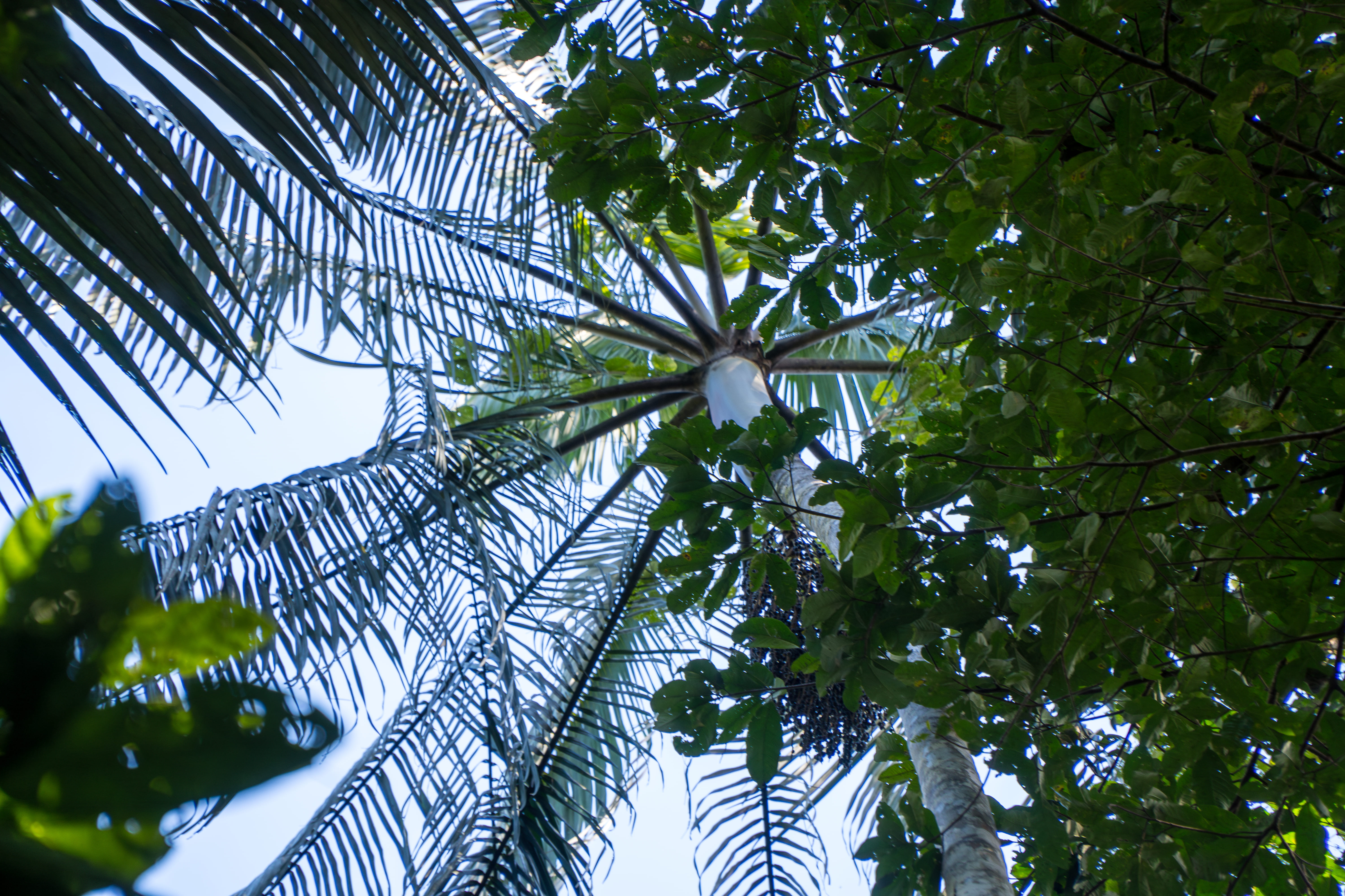 Floresta amazônica preservada