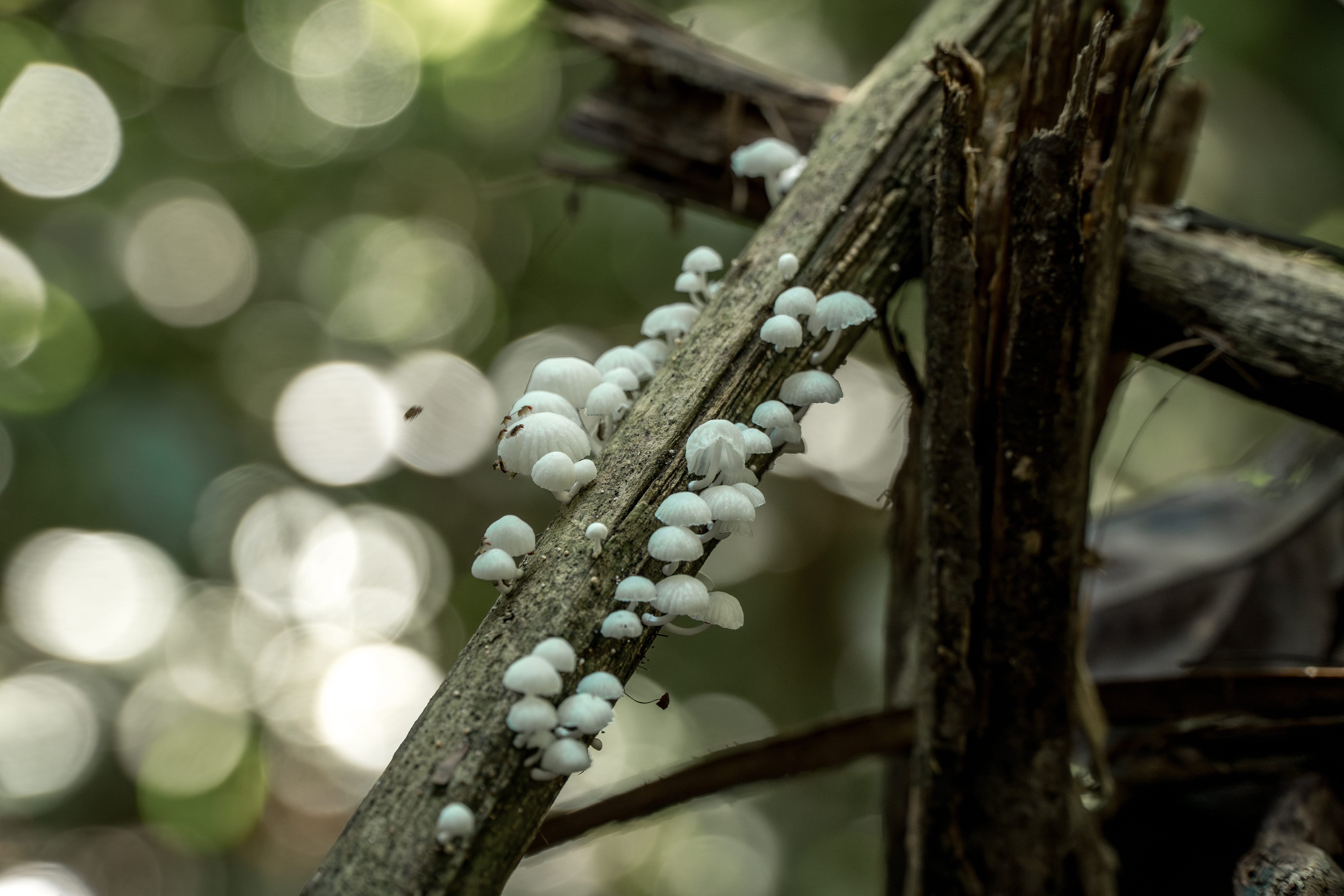 Floresta amazônica preservada
