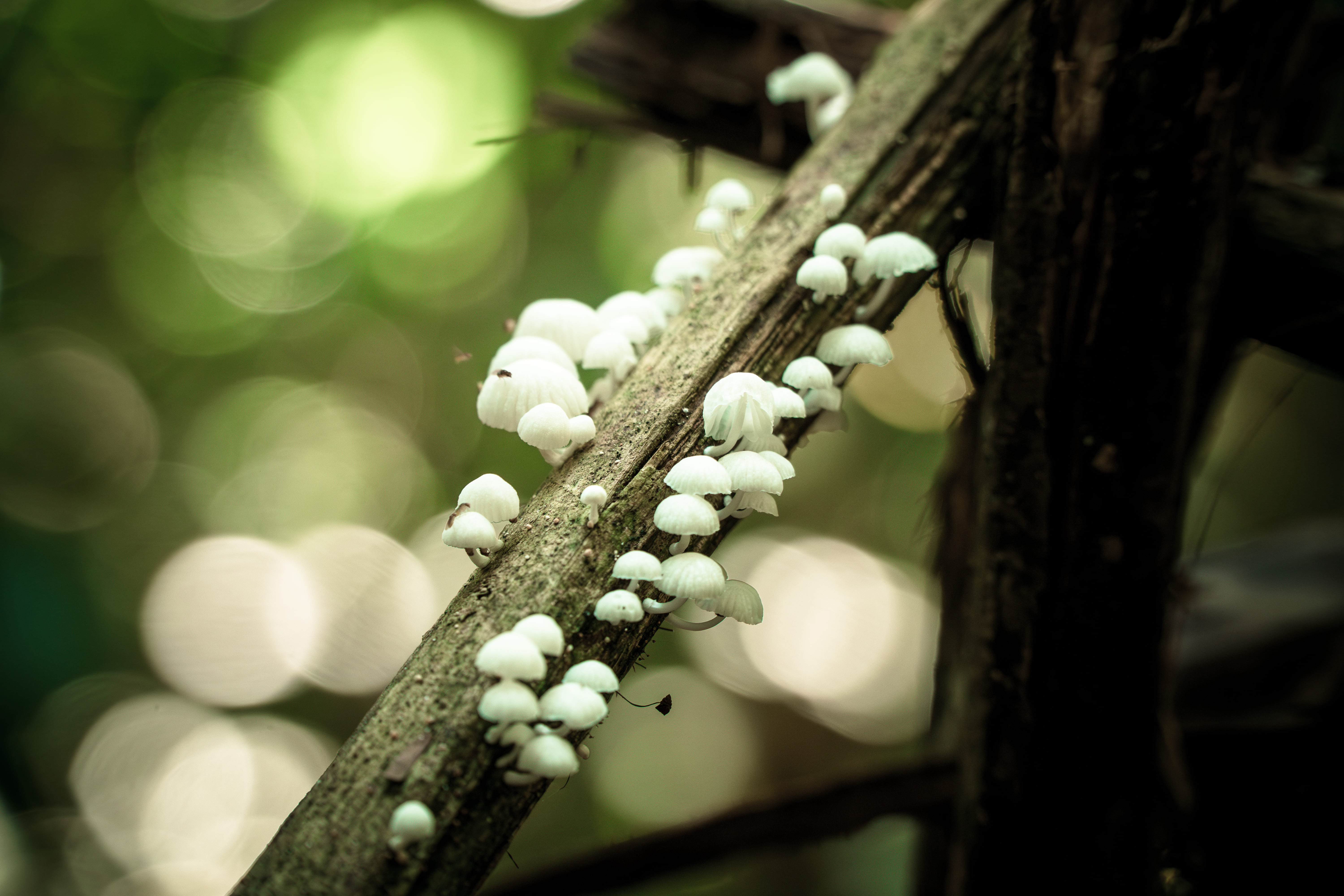 Floresta amazônica preservada
