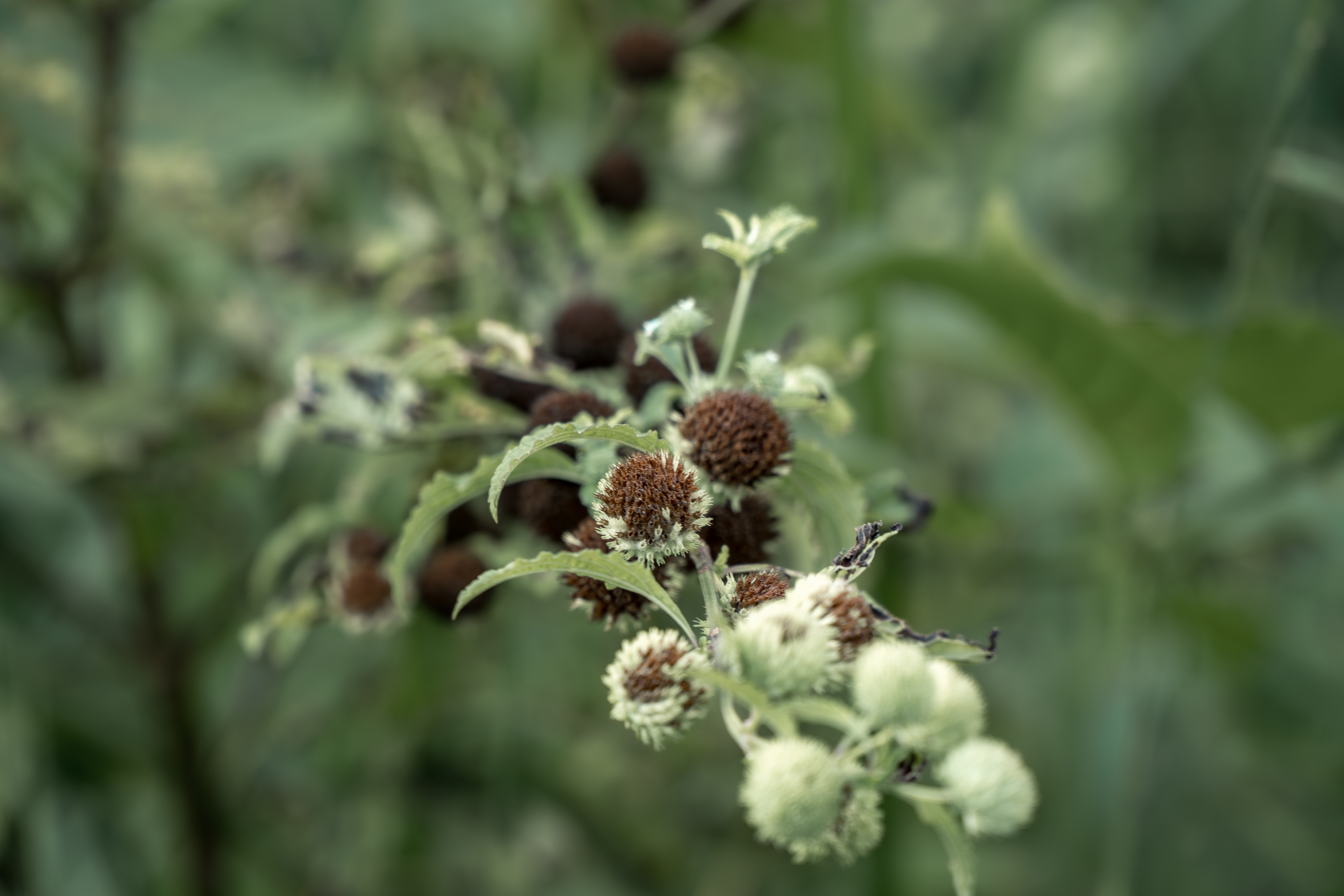 Floresta amazônica preservada
