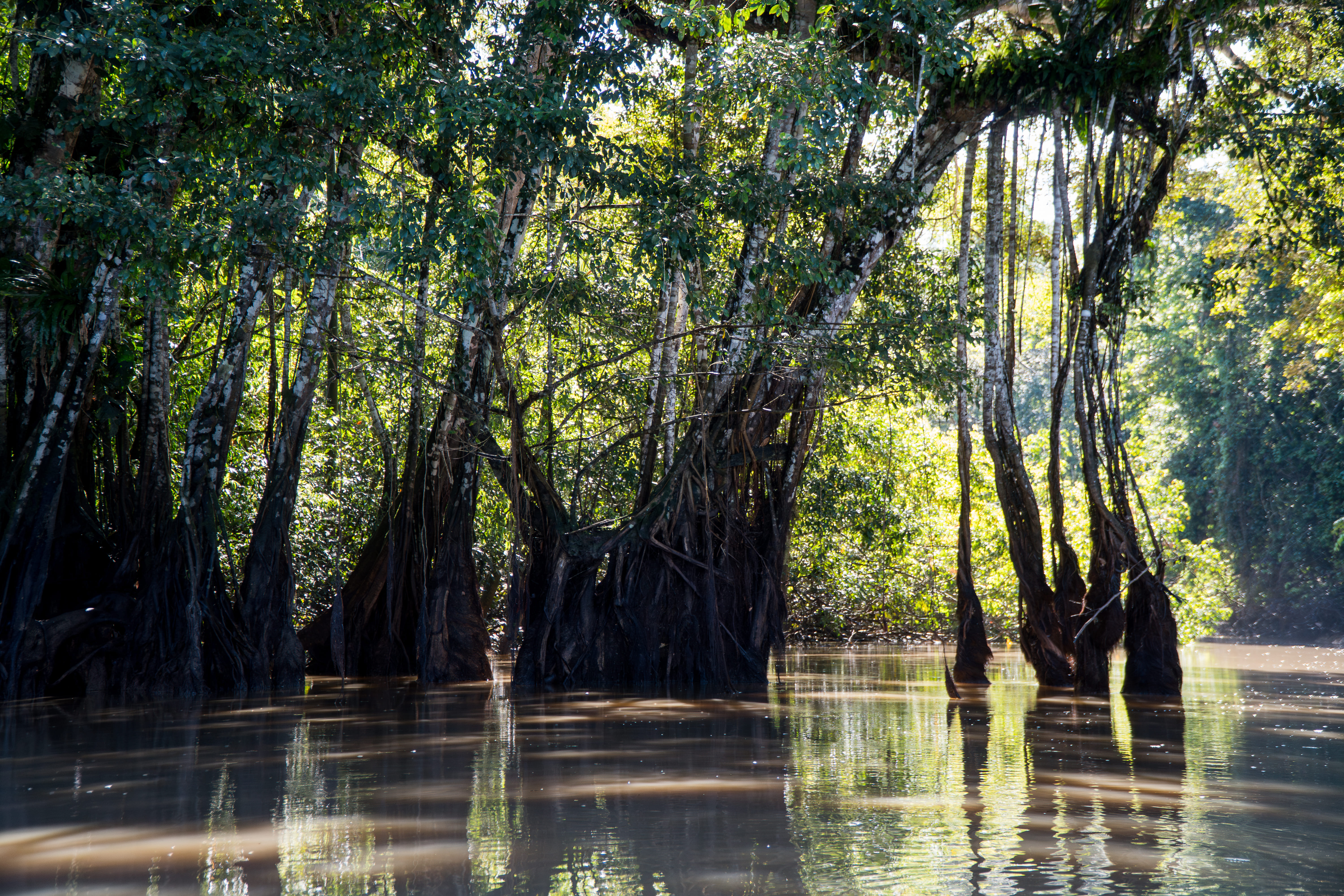 Rio Jurupari - margens preservadas