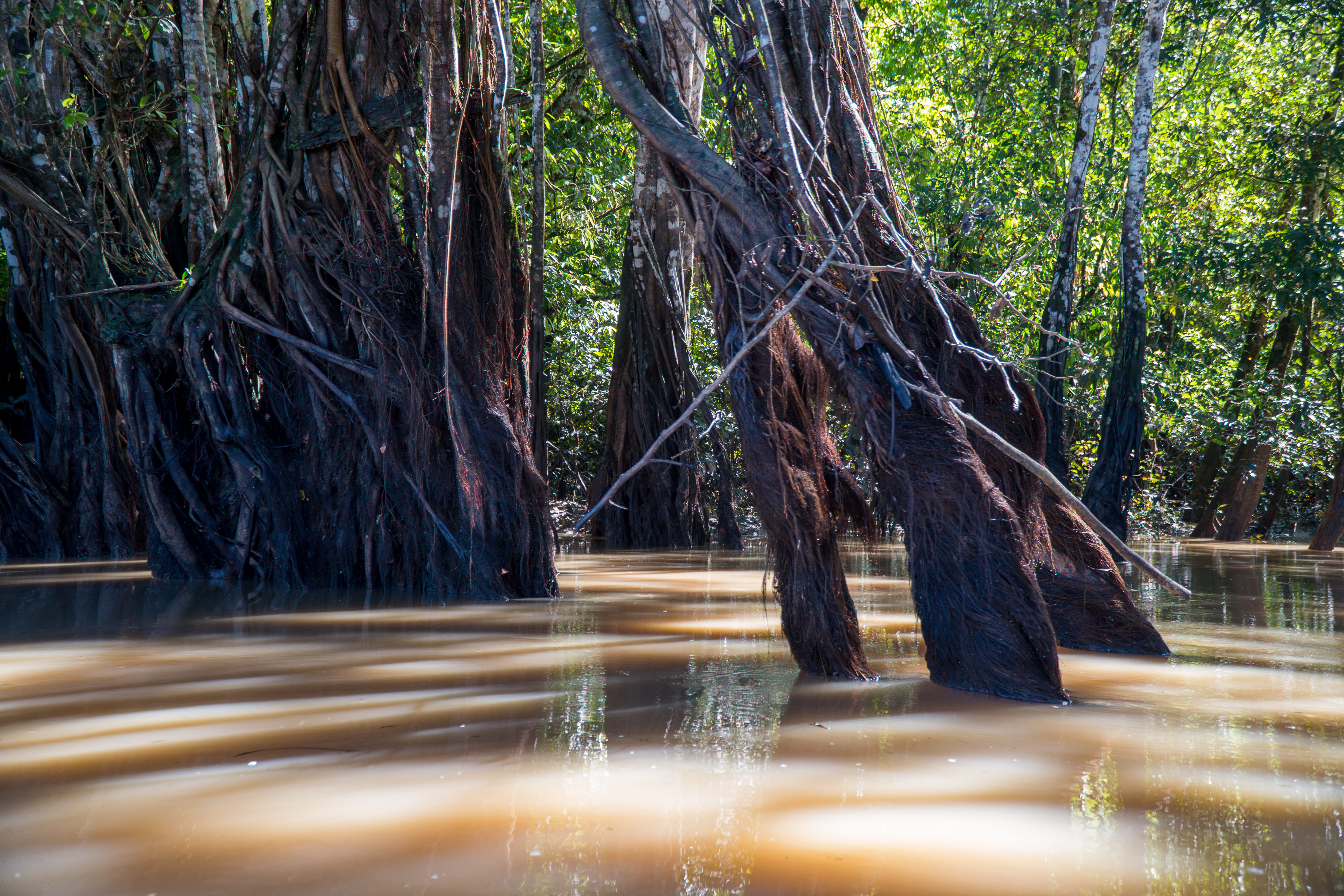 Rio Jurupari - margens preservadas
