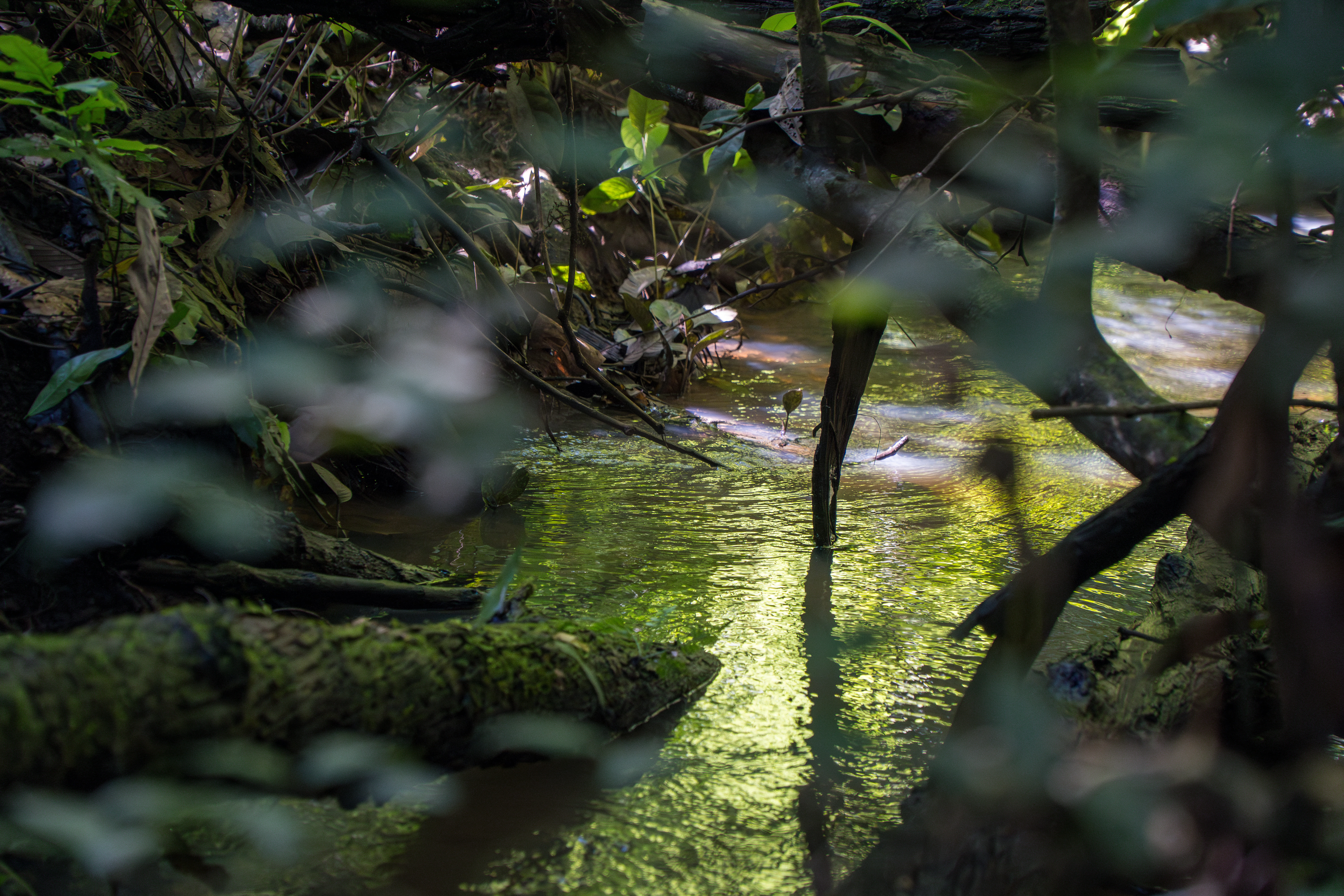 Rio Jurupari - margens preservadas