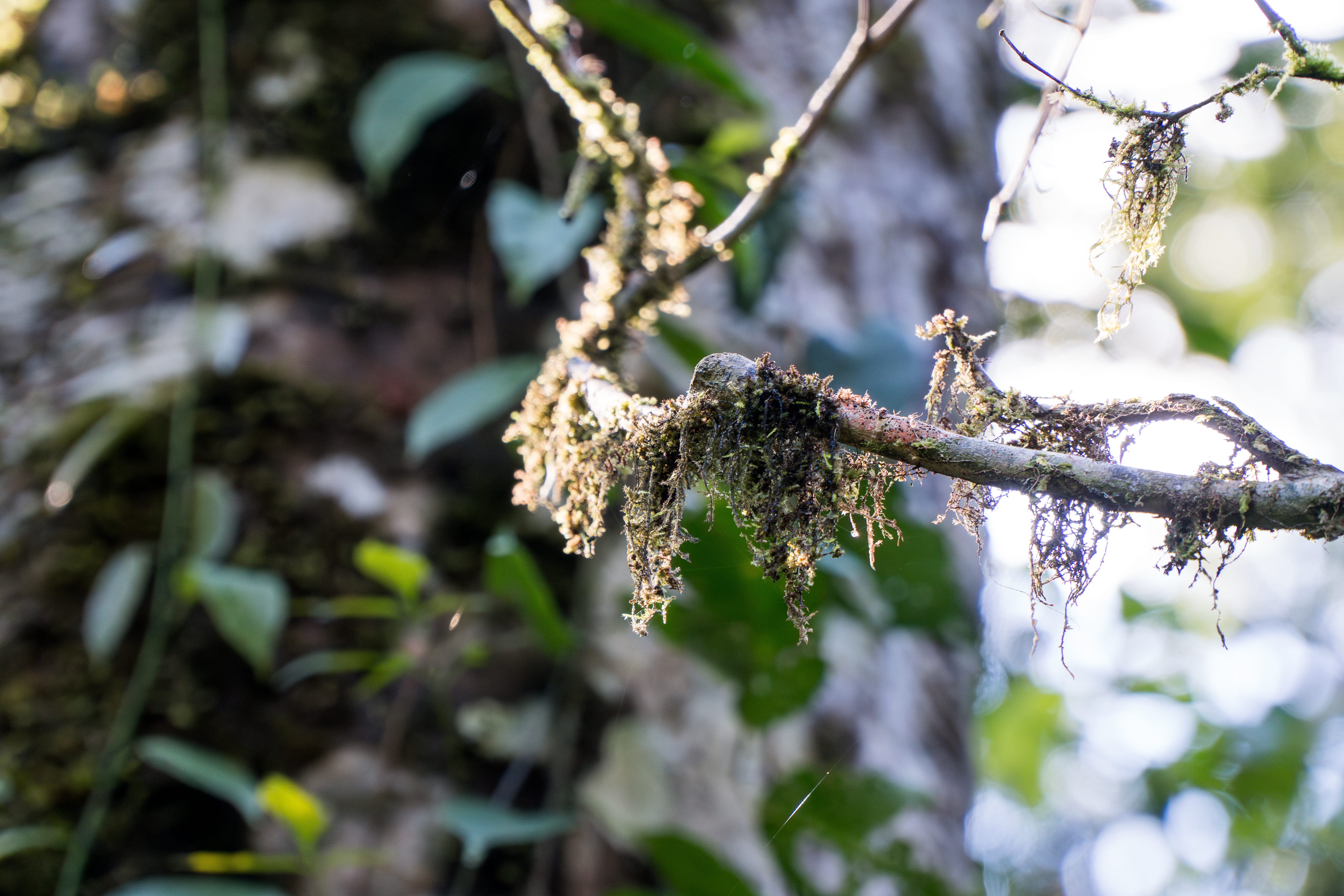 Rio Jurupari - margens preservadas