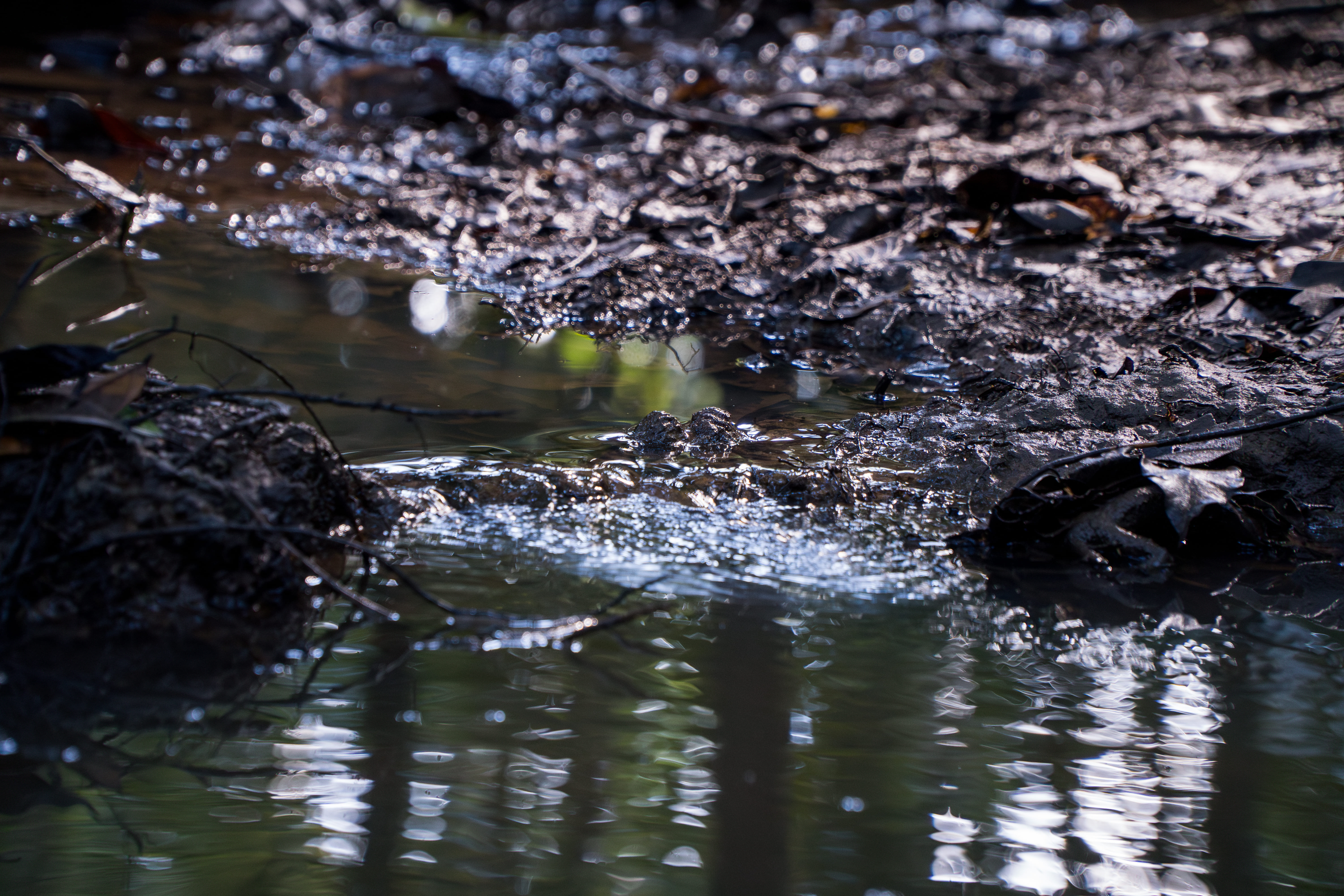 Rio Jurupari - margens preservadas